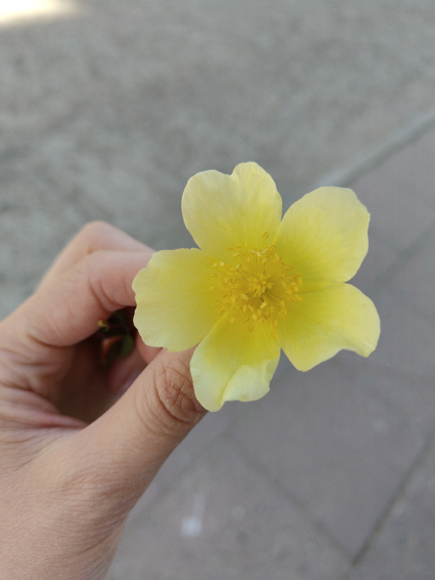 A hand holds a yellow flower with five petals against a gray paved background. The flower has a dense cluster of yellow stamens in the center. The hand is light-skinned. The location is outdoors.
