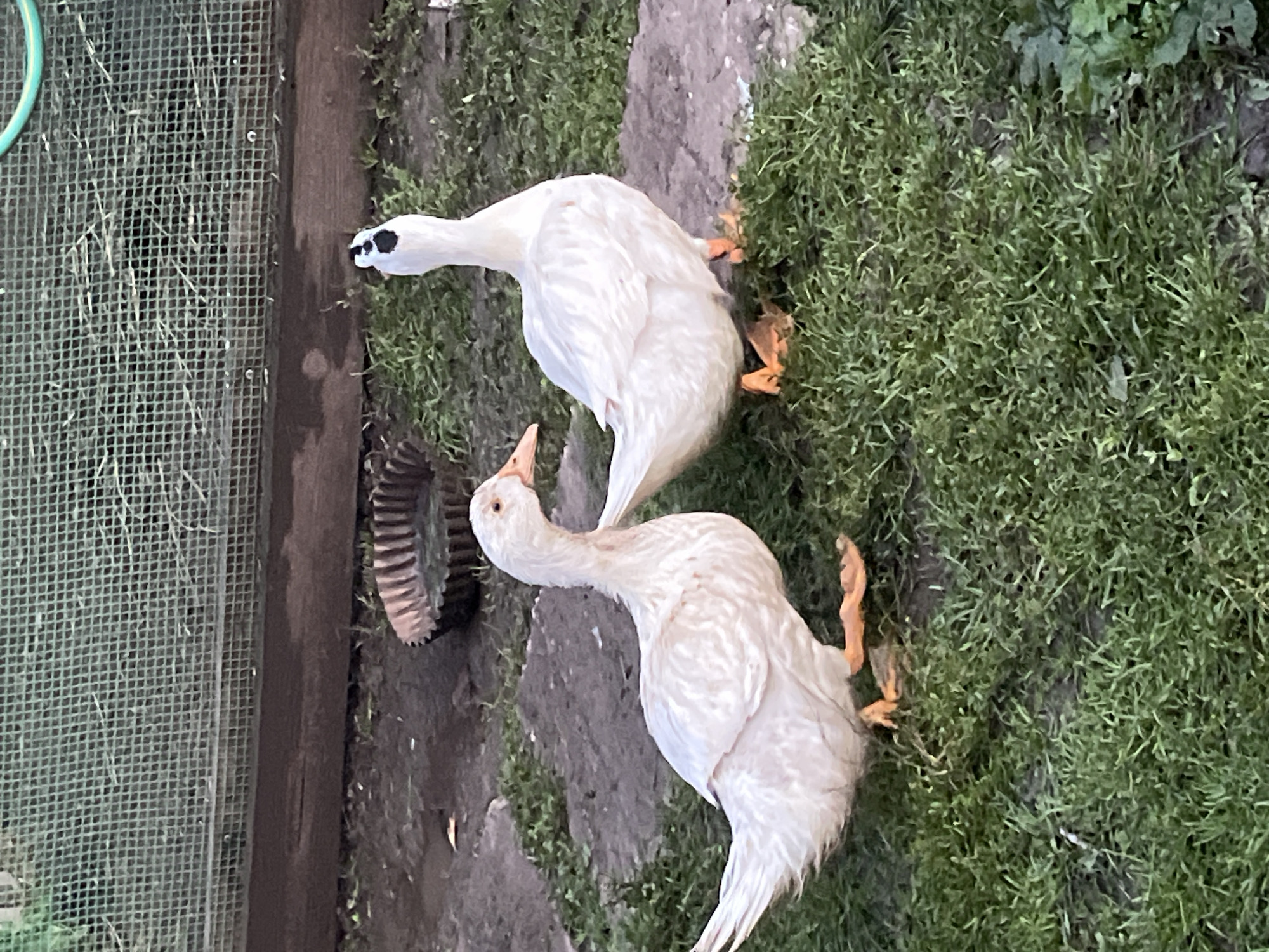 Two white domestic ducks are standing on a grassy area with some flat stones scattered around. One duck on the left is facing left with its head turned slightly to the right, displaying its profile. The other duck on the right is facing away from the camera, with its head turned to the left, showing a black marking on its head. Behind them, there is a wooden fence and a green mesh fence. A rusty, ribbed metal object, possibly a feeding trough or a part of an old wheel, is visible on the ground between the ducks and the fence. The environment appears to be an outdoor enclosure, likely in a rural or farm setting. The image does not provide any specific information that would allow for its location to be determined within the city of Большой Гондыр, Russia.