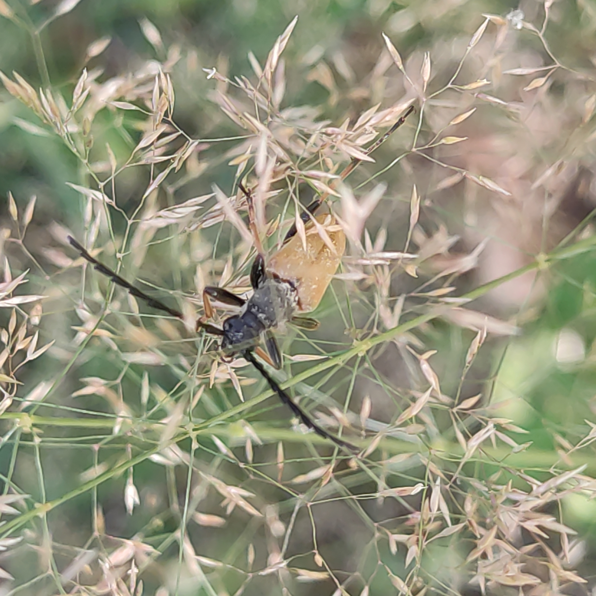 A close-up, high-angle shot shows a longhorn beetle resting on a stalk of grass. The beetle is black with a tan, segmented body. Its antennae are long and thin, extending from its head. The grass stalks are light brown and green, with seed heads at the tips. The background is a blur of green and brown, suggesting a natural outdoor environment. The image is sharpest on the beetle, with the surrounding grass appearing slightly out of focus.