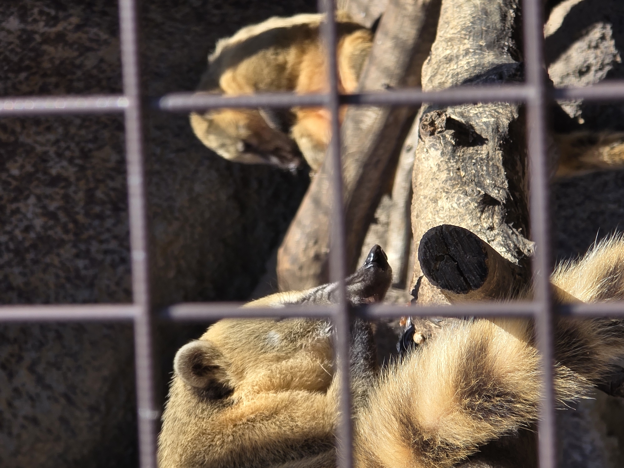 The image, seemingly taken through a cage, depicts a tan-colored mammal with a dark nose. The mammal is resting or sleeping near a wooden structure, possibly branches or part of a tree. A wall is visible in the background behind the wooden structure.
I am unable to verify the location in the city of Uspenskii, Russia based on the provided information.
