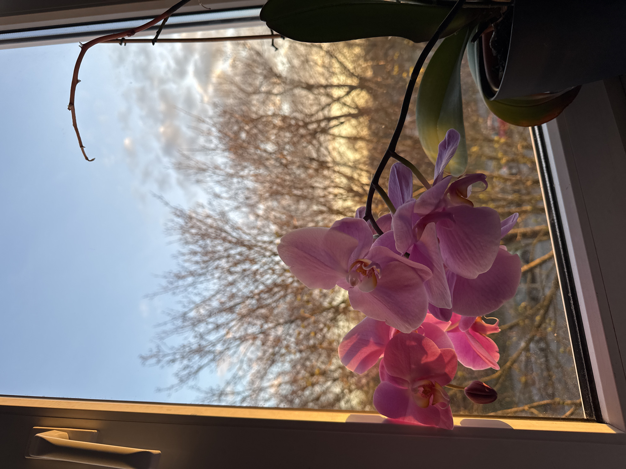 An orchid plant in a gray pot sits on the window sill of a white-framed window. The orchid's green leaves and a stem bearing light purple blossoms and a closed bud are visible. Outside the window, a winter scene shows a tree with bare branches against a sky with light blue patches and clouds. The window is partially open, revealing a glimpse of the sky. Based on the window style, the location could be in Riga, Latvia.