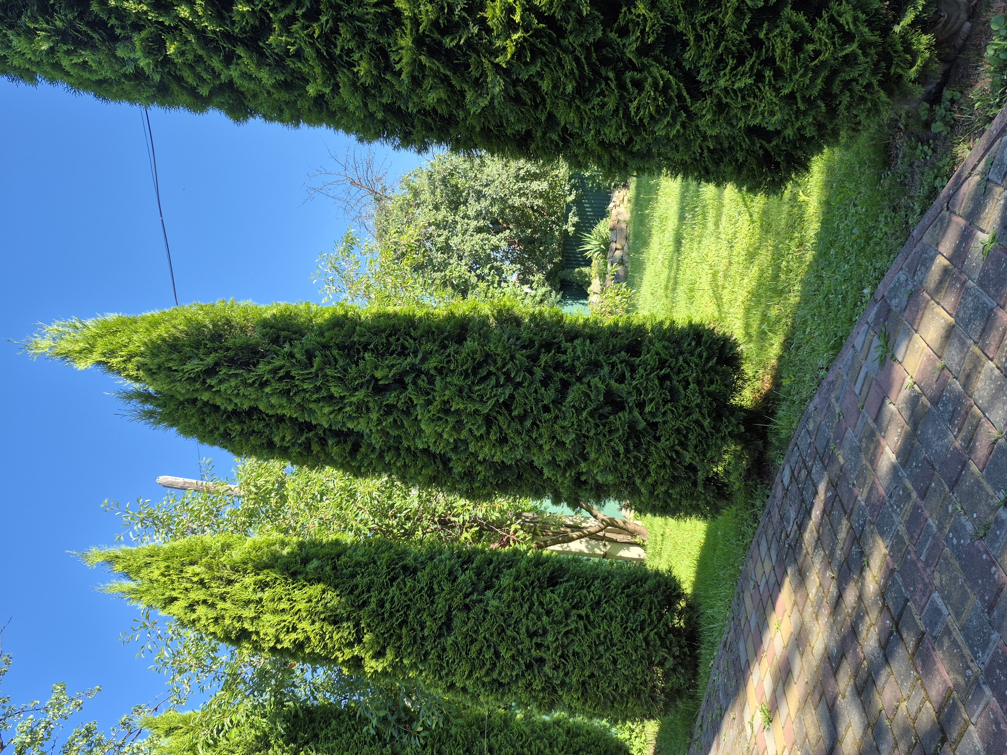 A sunny outdoor scene features a paved pathway of red, gray, and yellow brick pavers leading into a lush green garden. Tall, conical evergreen trees line the pathway, casting dappled shadows on the brick. Beyond the trees, a vibrant green lawn stretches out, bordered by a dark green fence and scattered trees and bushes. A clear blue sky with a faint power line overhead completes the idyllic setting. There are no people visible in the image.