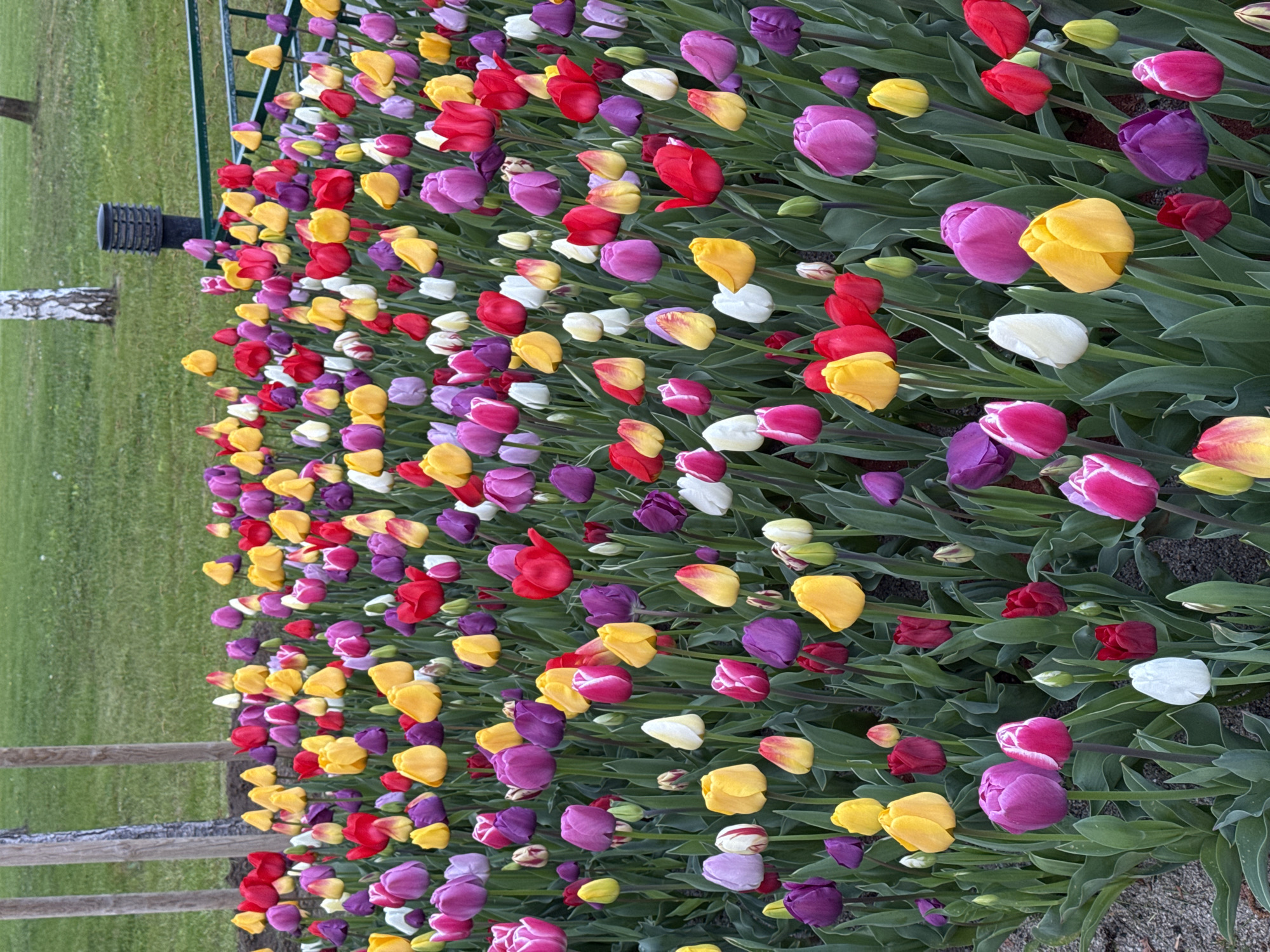 The image shows a large flowerbed of tulips in full bloom. The tulips are a mix of colors including red, yellow, purple, and white. The flowerbed is located in a grassy area. A fence runs along the edge of the flowerbed on the left. A birch tree and a dark post are near the top-left of the image. Based on the common presence of extensive tulip displays in public parks and gardens, and the overall aesthetic, a possible location is a park within the city of Sofia, Bulgaria, although this cannot be definitively determined without additional information.
