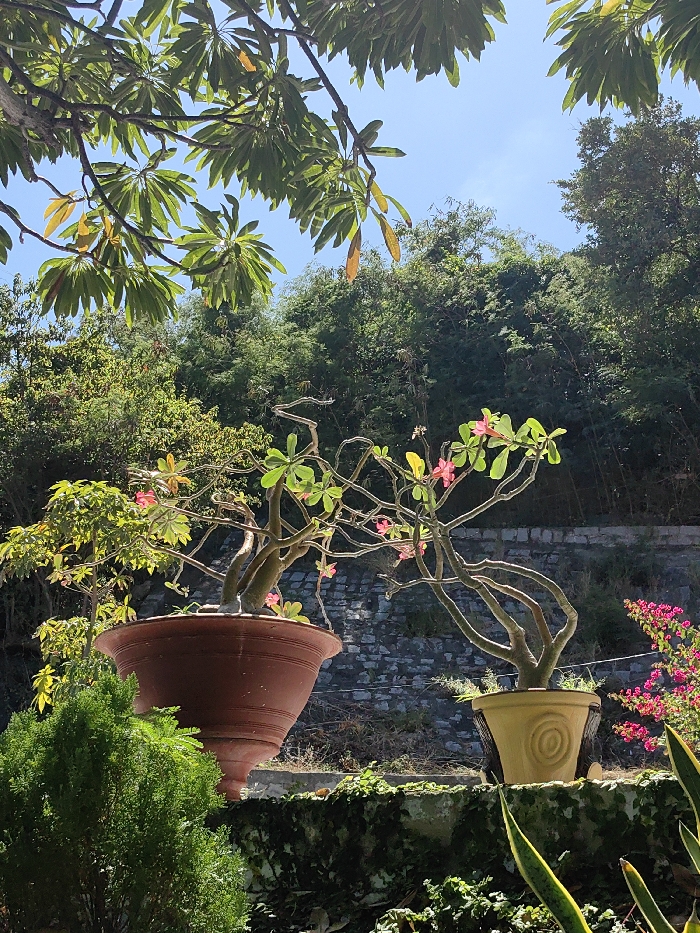 Two potted, flowering desert rose plants sit upon a concrete ledge covered in green vines. The pot on the left is a deep reddish brown, while the one on the right is yellowish. Lush green trees and foliage fill the background, partially obscured by the canopy of a flowering tree with large green leaves overhead. The sky is a clear blue. Red and pink bougainvillea are visible to the right of the plants.