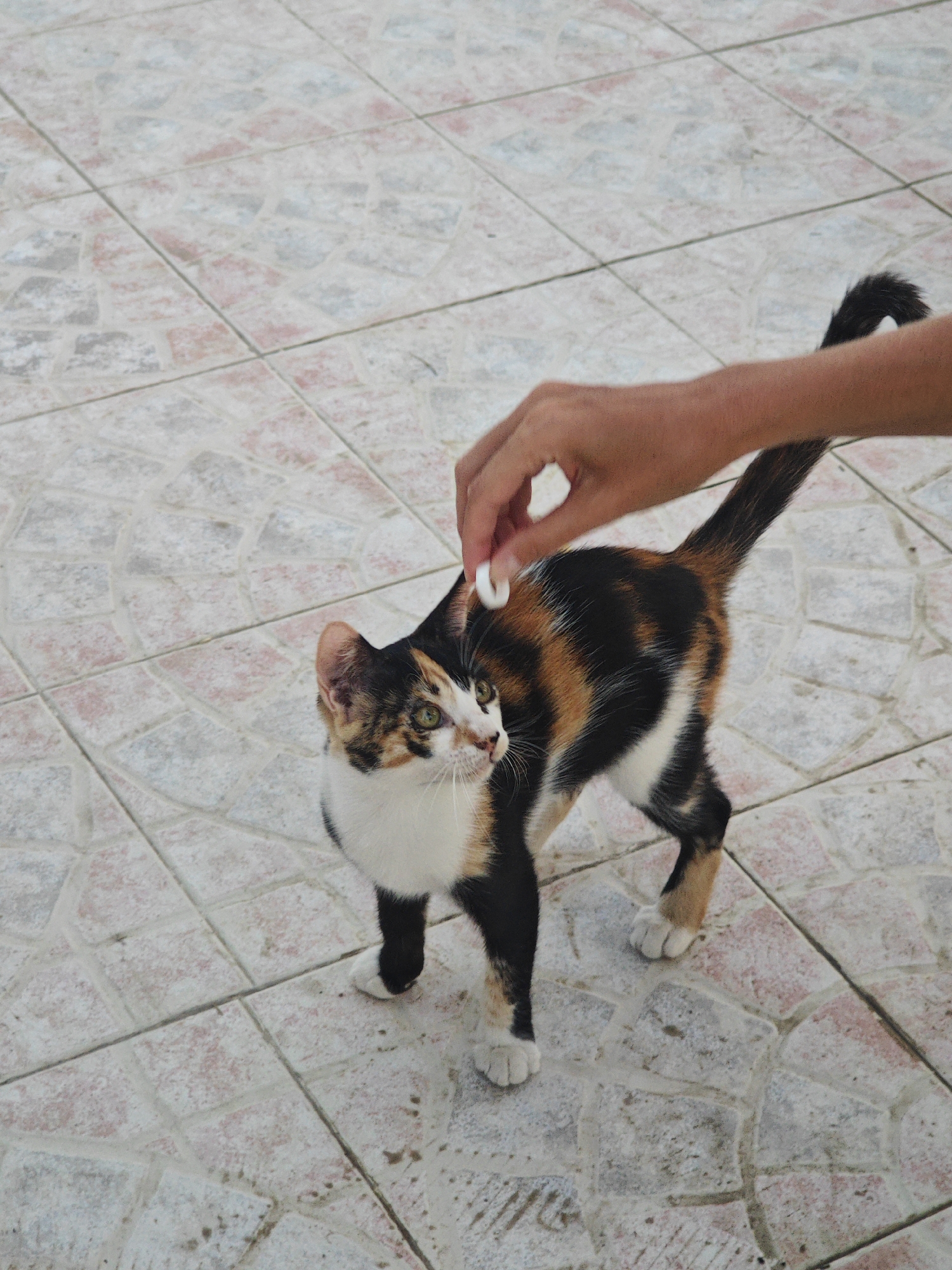 A calico cat with black, orange, and white markings is standing on a tiled floor. A human hand is visible above the cat, with its fingers lightly touching the cat's back. The cat is looking to the left of the frame. The tiled floor appears to be outdoors, with a pattern of square tiles in various shades of gray and pinkish-red. The scene is set in the city of Hiboun, Tunisia.