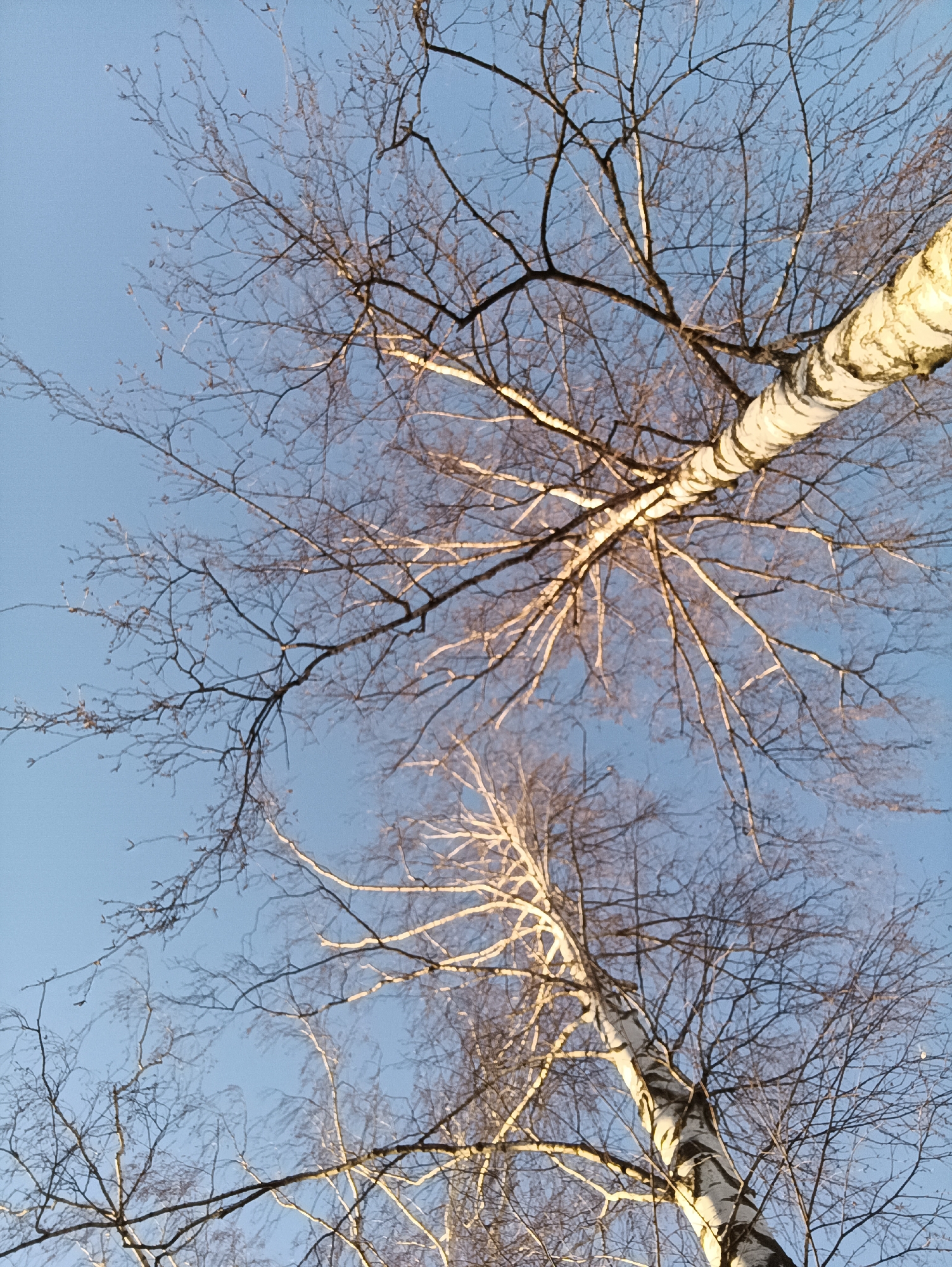 The image shows a low-angle view of two birch trees against a clear, light blue sky. The trees are leafless, with bare branches spreading out in a complex network. The bark of the birch trees is white with black markings, characteristic of the species. The lighting suggests either early morning or late afternoon, with a soft glow illuminating the trees from below. No people or other objects are visible. The location, Chaikovsky, Russia, is provided as context, but there are no visual cues in the image to confirm this location.