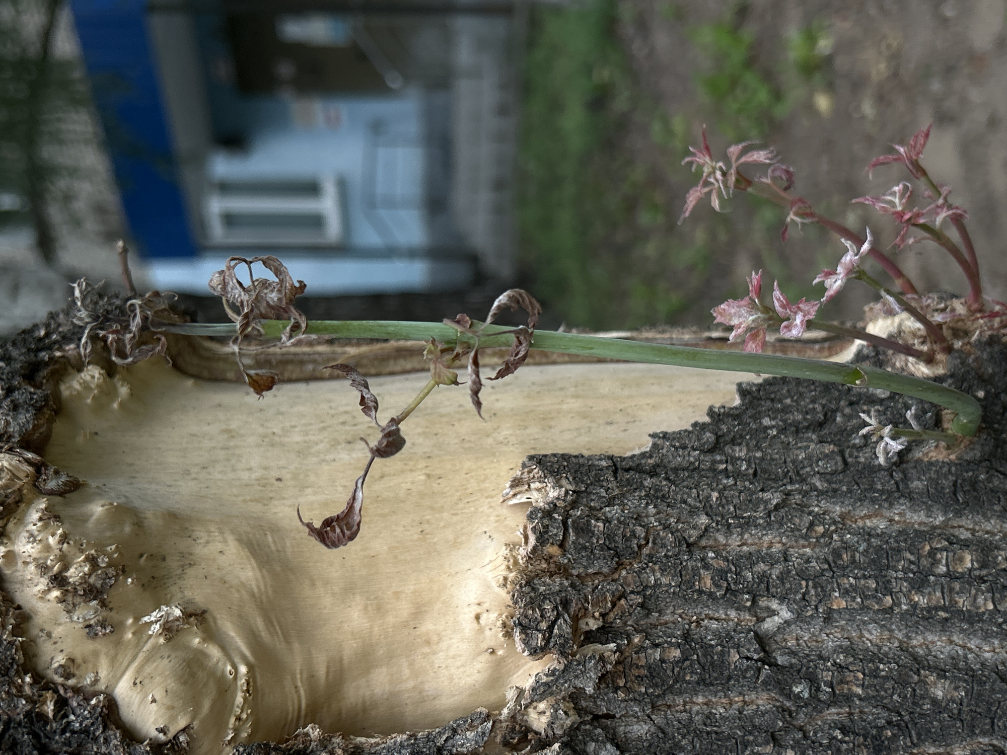 In an outdoor urban environment, a close-up shot focuses on the textured bark of a tree. A section of the dark, rough outer bark has peeled away, revealing lighter, smoother wood underneath. A thin, green stem with dried, brown leaves extends upwards along the lighter wood. Towards the bottom right of the frame, a new sprout with small, pinkish-red leaves emerges from the tree trunk. In the blurred background, a light blue building with a dark blue stripe and white windows is visible, suggesting it is part of a city setting. The ground appears to be a mixture of dirt and sparse green vegetation.