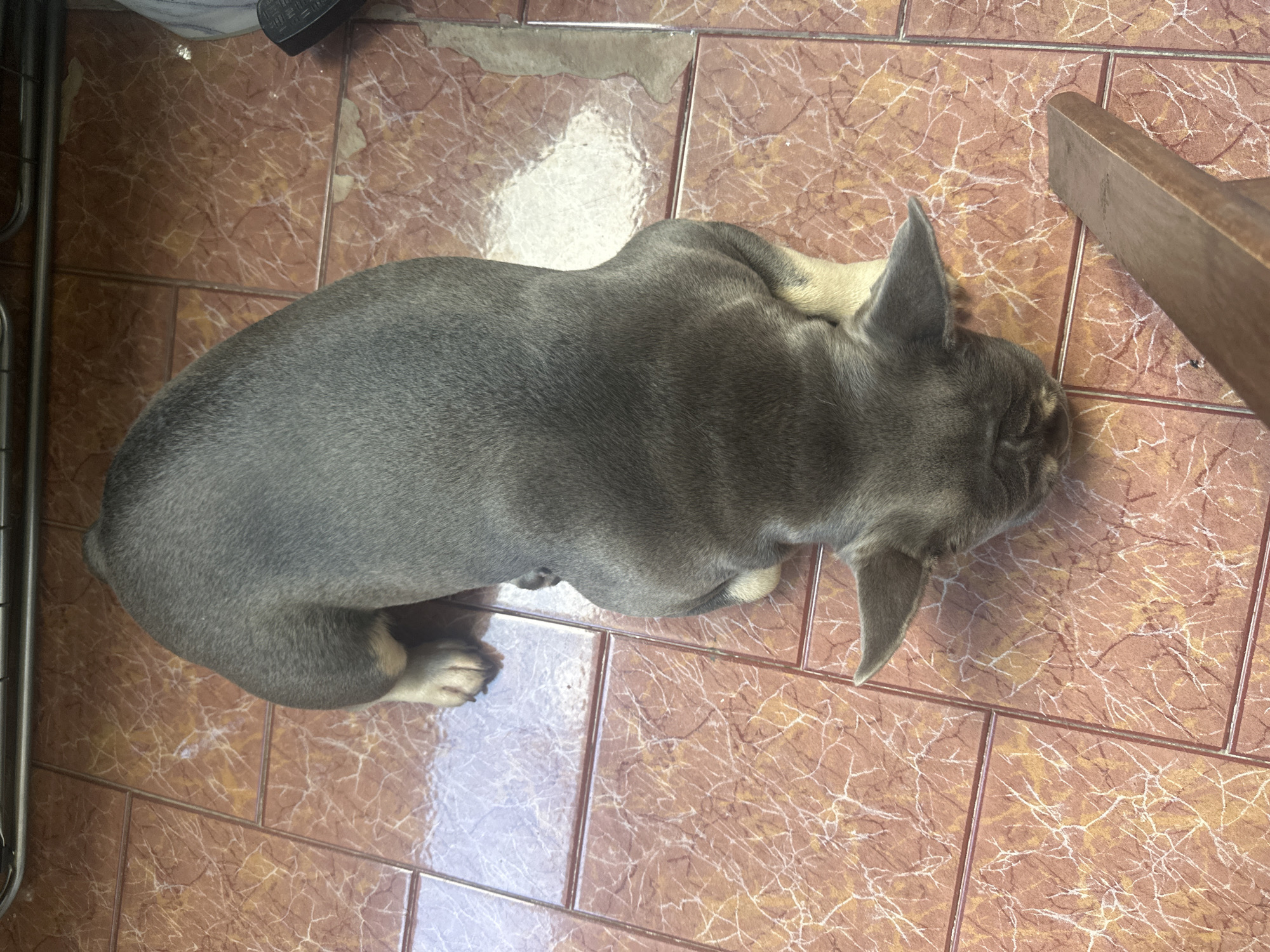 A gray French Bulldog is lying on a brown tiled floor indoors. A portion of a wooden chair leg is visible on the right side of the frame. Parts of a metal rack or frame can be seen on the left side. There is a dark-colored object in the upper left corner, near the metal rack. The location is Unknown, Unknown.