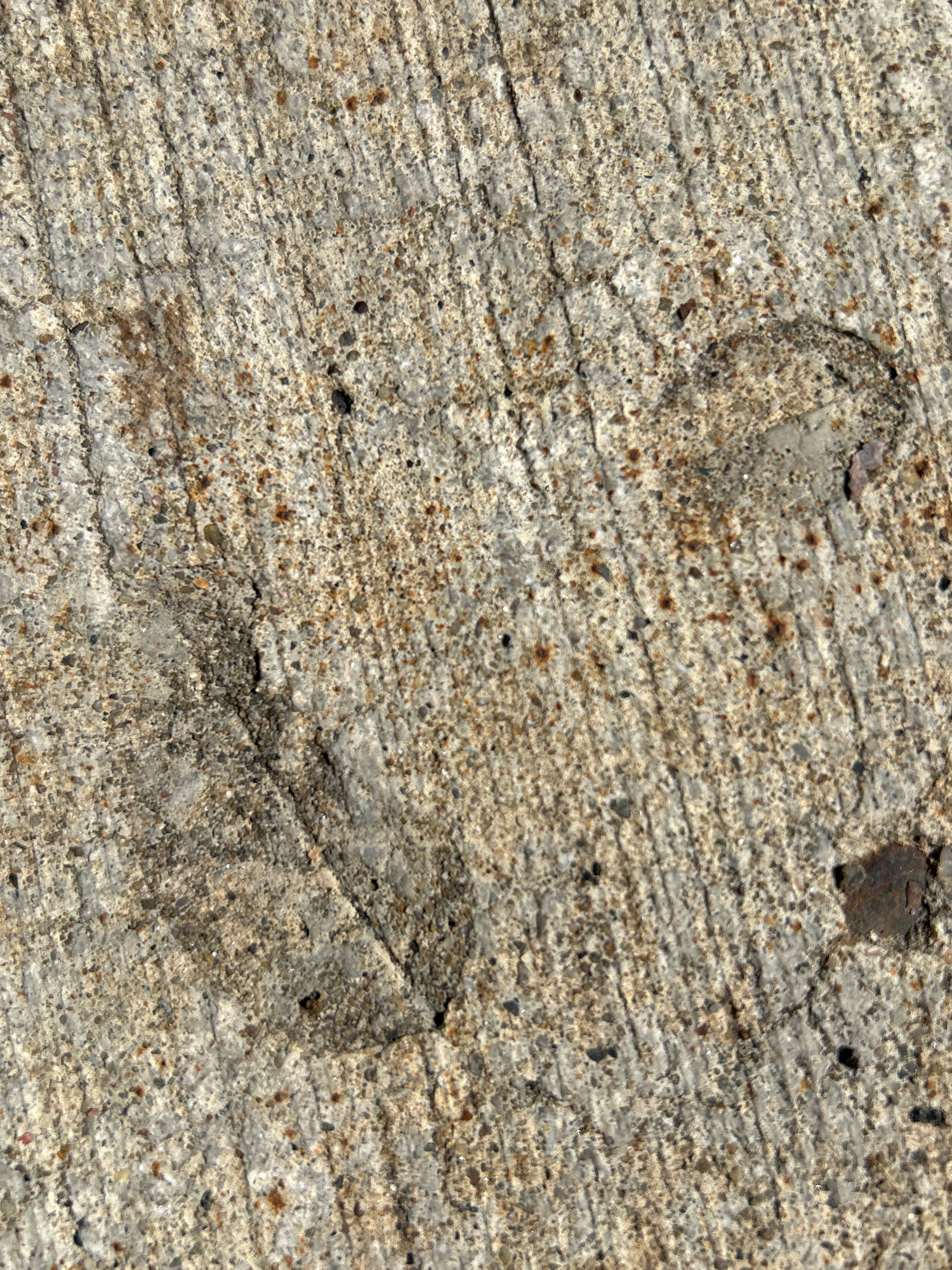 An overhead shot shows a close-up texture of rough, grey concrete. Small, dark pebbles and reddish-brown rust flecks are embedded in the concrete's surface. Parallel lines, likely from a broom used during the concrete pour, are visible across the material, running diagonally from the upper left to the lower right of the frame. Two shallow depressions or indentations are present on the surface, one in the lower left quadrant and another in the upper right. The concrete appears to be outdoors, possibly a sidewalk, driveway, or public space. No people or specific landmarks are visible.