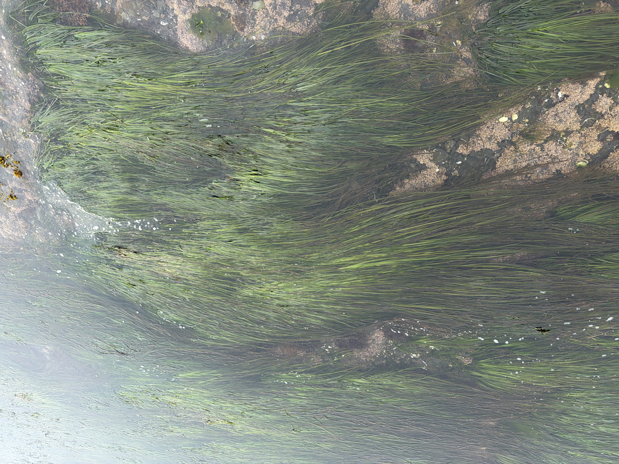 This image shows a close-up, overhead view of lush green seagrass growing in shallow, clear water. The seagrass appears as long, thin strands that are swaying in the gentle current, creating a ripple effect. The water is slightly murky, with some sediment and small white bubbles visible on the surface. The bottom beneath the seagrass is rocky, with patches of sand and small, light-colored shells or pebbles. The scene is likely a natural coastal environment. Without specific landmarks or context indicating Yuzhno-Kurilsk, Russia, it is impossible to definitively place this image within that city.