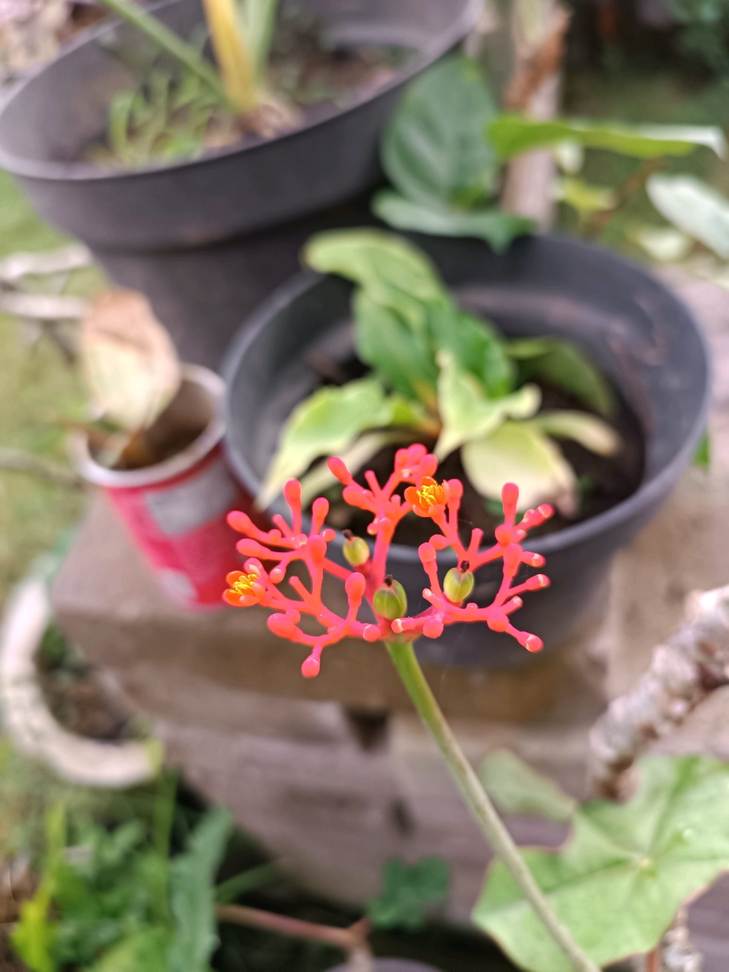 In the city of Tabanan, Indonesia, a close-up shot captures a bright pink, intricate flower with yellow stamen. The flower is the primary subject, positioned in the foreground, its delicate structure clearly visible. Behind it, out of focus, are two black plant pots. The pot on the right contains a green plant with broad leaves. The pot on the left is partially obscured by a red and white cylindrical object, possibly a repurposed container, also containing a plant. The background consists of a blurred earthy surface and greenery, suggesting an outdoor garden or yard setting. The lighting is natural and appears to be from daylight, casting soft shadows.