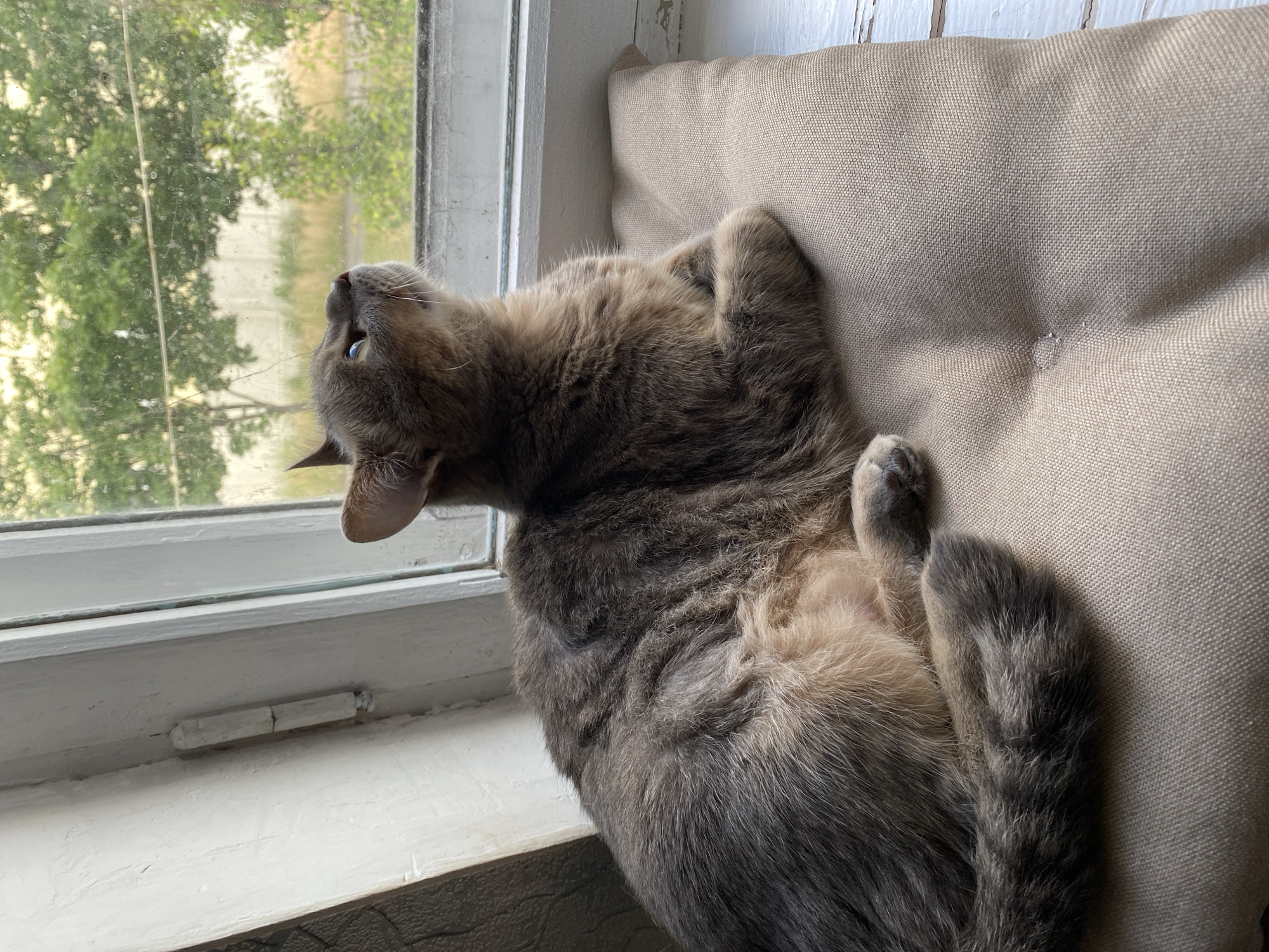 A domestic cat is resting on a light brown cushion on a windowsill, looking out of a window at trees and buildings. The cat is tabby with grey and brown fur. The windowsill is white, and the window frame is also white with a visible hinge. The background outside the window shows green trees and some indistinct buildings. The lighting suggests it is daytime.