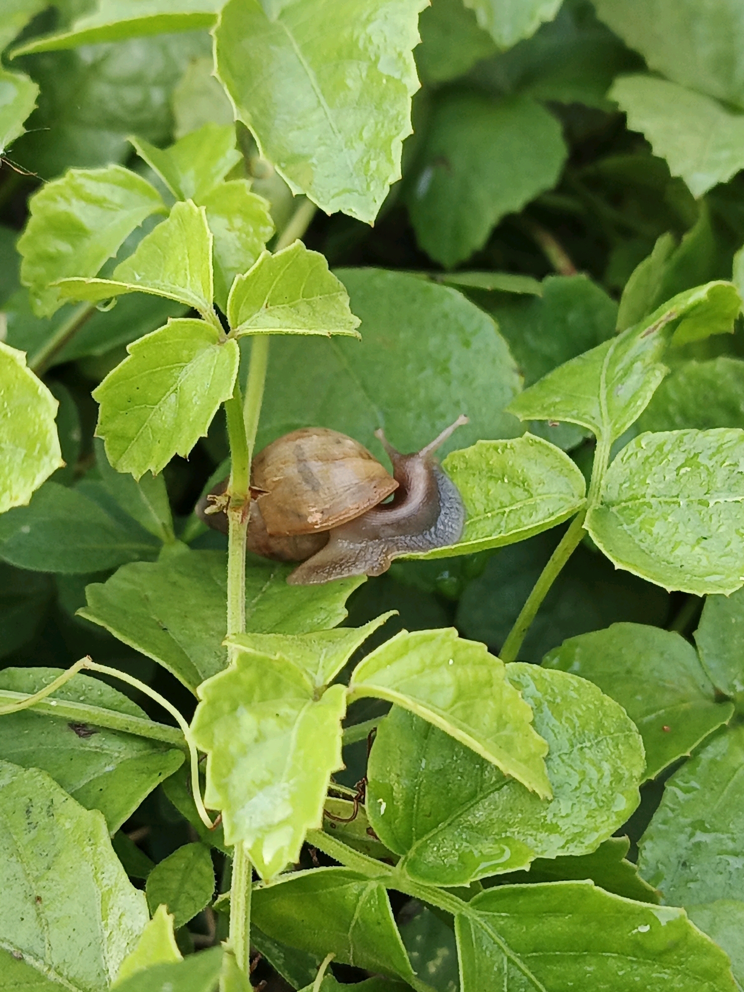 A single snail is captured in a close-up shot, nestled among lush green leaves. The snail, with its coiled brown shell, is positioned on a leaf, its body extended as it moves. The surrounding foliage is vibrant and appears to be slightly damp, with water droplets visible on some of the leaves, suggesting a recent rainfall or dew. The lighting is soft, highlighting the textures of both the snail and the plant. The background is a blur of green, further emphasizing the snail and its immediate surroundings. The scene is set in an outdoor environment, likely a garden or natural area within Ketegan, Indonesia, given the lush vegetation.