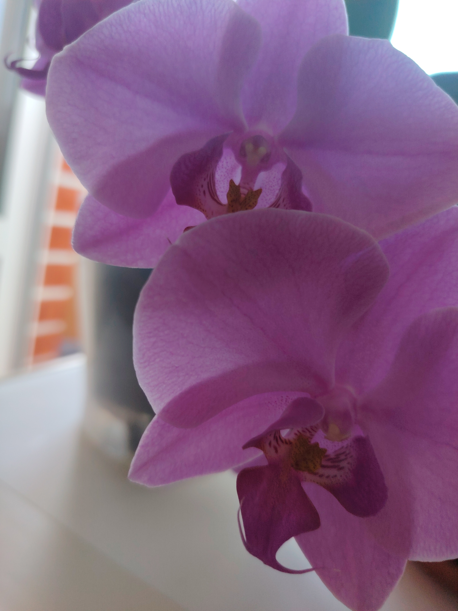 The image shows a close-up, slightly blurred view of two purple orchid flowers, possibly in a residential setting, as suggested by the out-of-focus brickwork in the background. The focus is on the delicate petals and the intricate details of the flower centers. The lighting appears to be natural, coming from the side and illuminating the translucent quality of the petals. There is no indication of the city of Konakovo, Russia, or any other specific location. There are no people, actions, or interactions visible in the image.