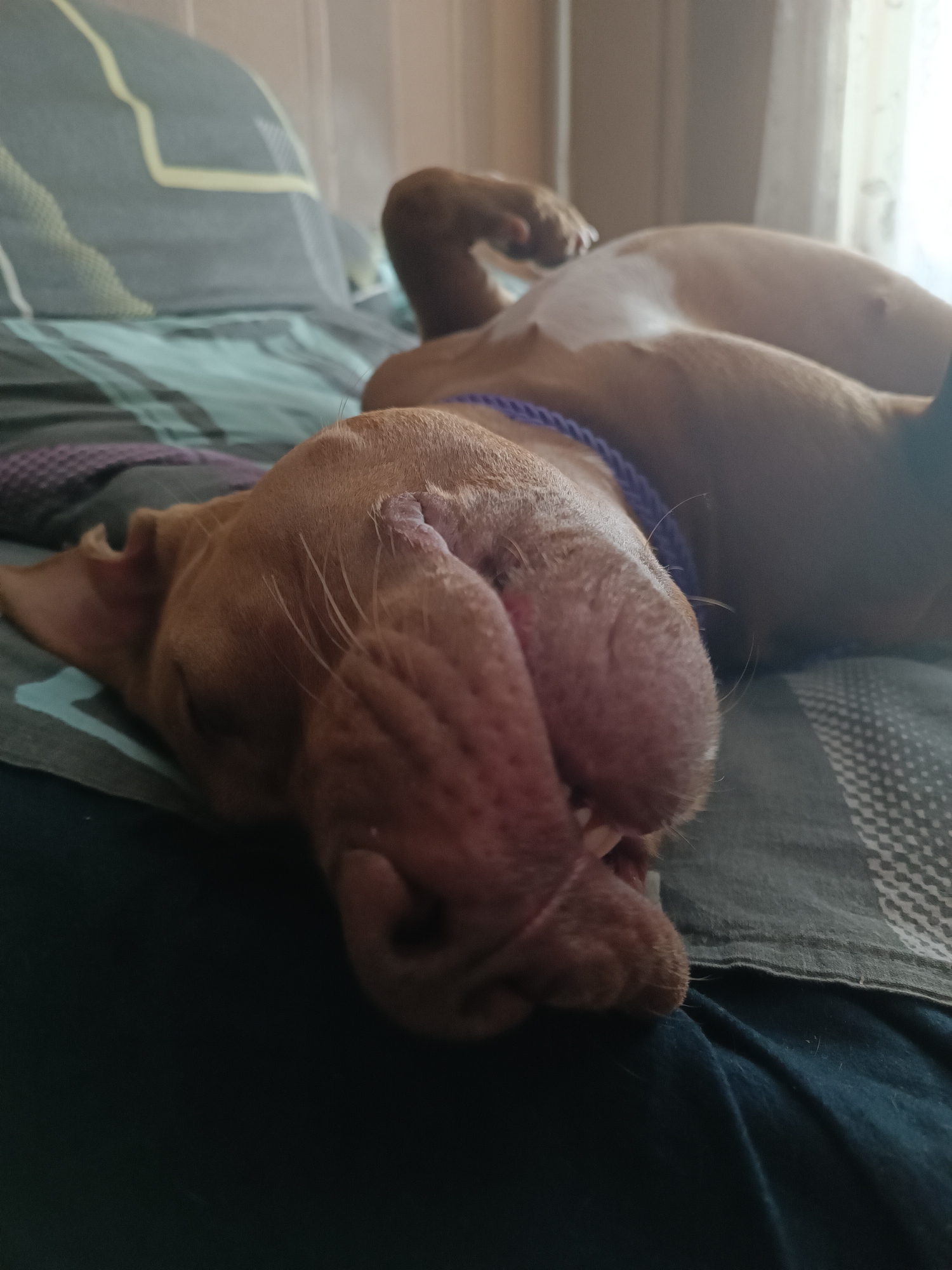 A medium shot, eye-level, close-up photograph shows a fawn-colored dog sleeping on its back on a bed. The dog's head is tilted to the left, its mouth is slightly open, and its eyes are closed. Its front legs are raised and bent, and its hind legs are tucked underneath its body. The dog is wearing a blue braided collar. The bed is covered with a dark blue duvet and a gray and green patterned sheet. In the background, a sheer white curtain is visible. The image is well-lit with natural light. The scene appears to be indoors, likely in a bedroom. No specific location in Zaporizhzhia, Ukraine, can be determined from the image alone.