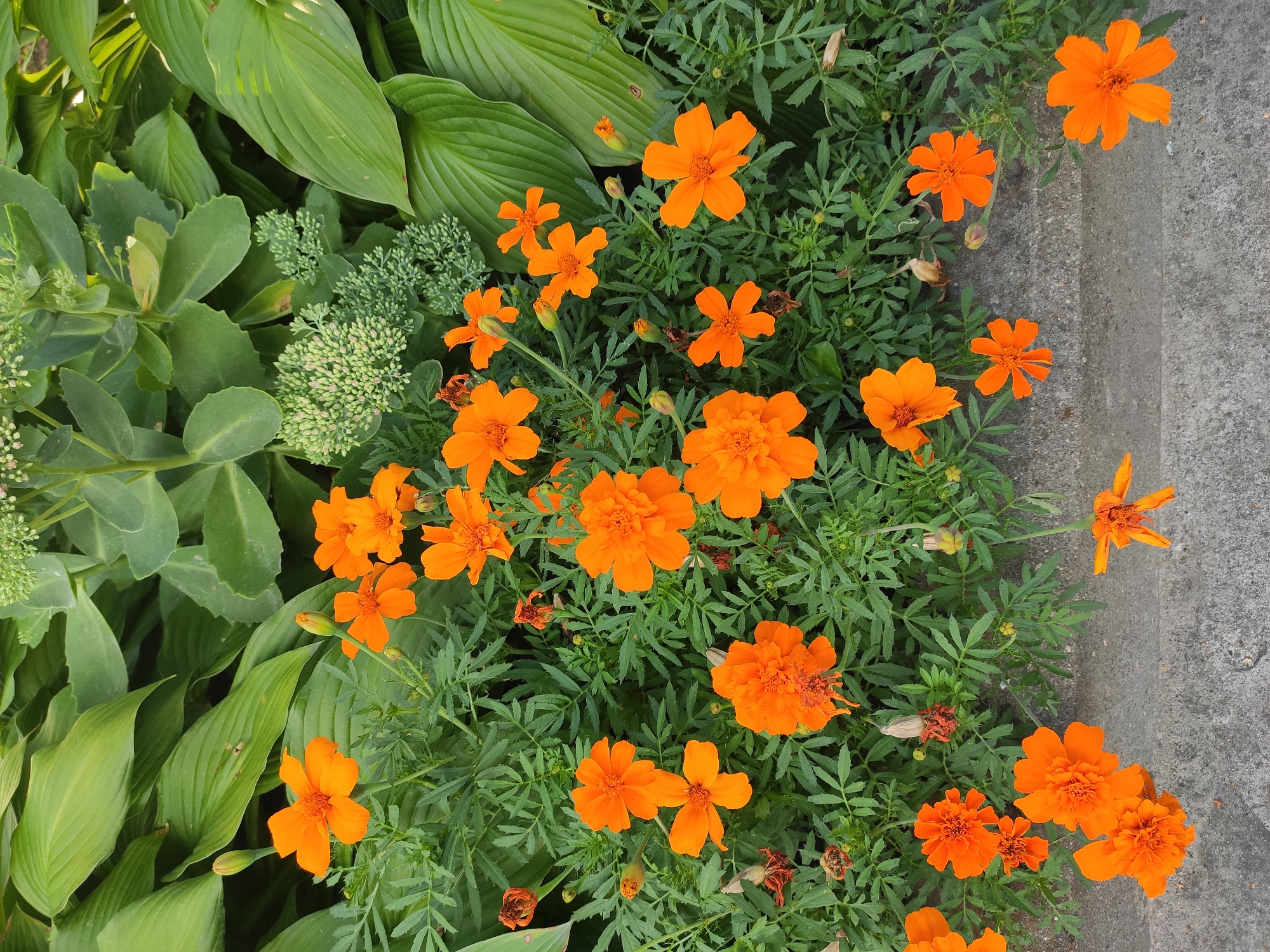The image depicts a close-up, overhead view of a vibrant garden bed. Dominating the frame are numerous bright orange marigold flowers in various stages of bloom, interspersed with lush green foliage. The marigolds have distinct ruffled petals and some have visible seed heads or are beginning to wilt. Behind the marigolds, large, glossy green leaves of a hosta plant are visible, providing a contrasting texture and color. To the upper right, clusters of small, pale green buds, likely from a sedum plant, add another layer of texture and a subtle color variation. The foreground is bordered by a concrete curb, showing signs of wear and weathering. The scene appears to be an outdoor garden. There are no people or animals in the image. The image does not provide any information about the city of Homyel, Belarus.
