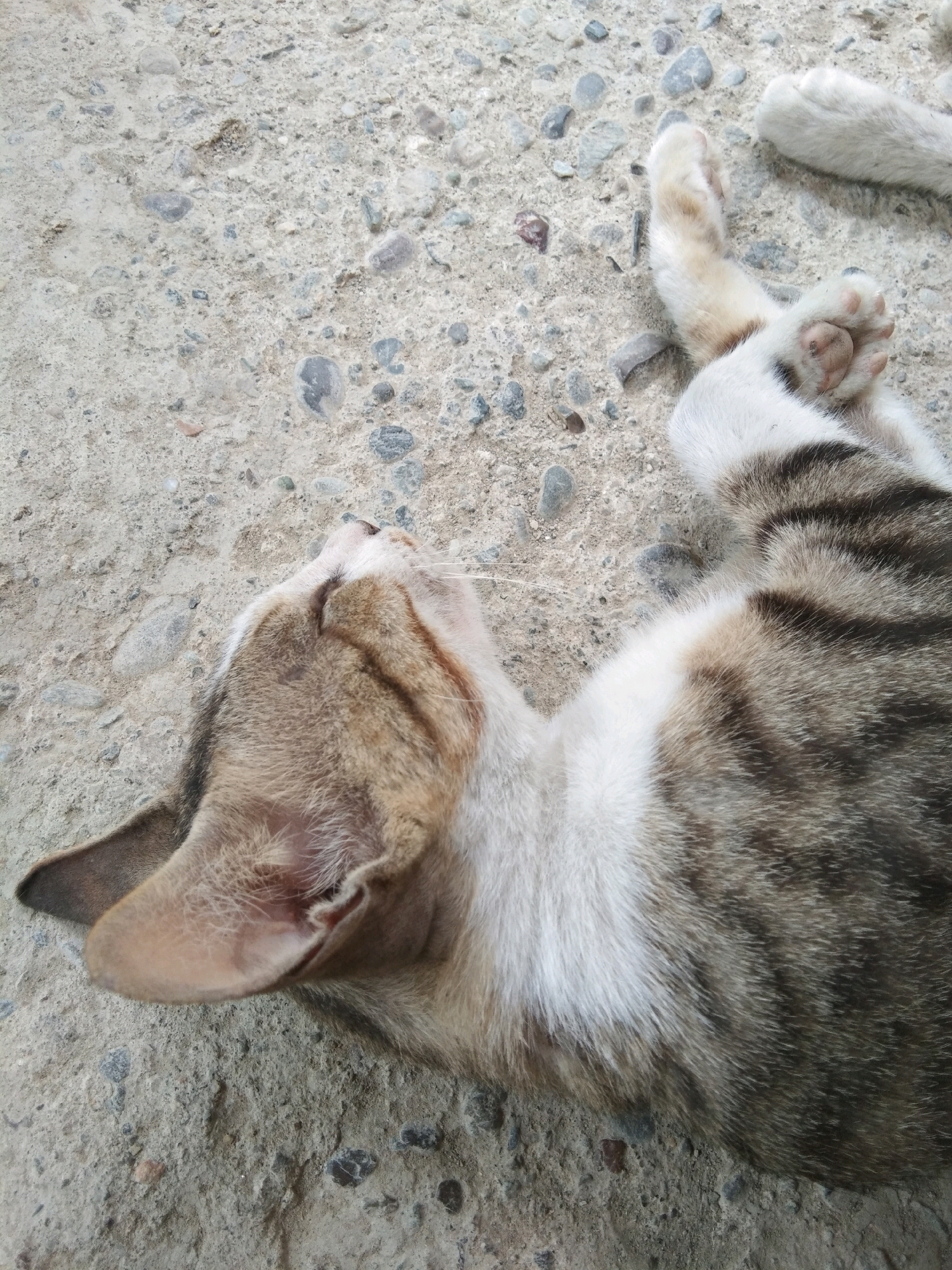 The image is an overhead shot of a domestic cat lying on a concrete surface speckled with small pebbles. The cat, with tabby markings of brown and black on white fur, is positioned on its back with its paws extended upwards. One paw is particularly visible, showing its soft toe beans. The cat's head is tilted back, with its eyes closed, suggesting it is resting or sleeping. The concrete appears worn and slightly rough, typical of an outdoor urban environment. The scene is devoid of human presence or other animals. The lighting suggests it is daytime, with soft shadows indicating diffuse light. The location is identified as Karangsambung, Indonesia.