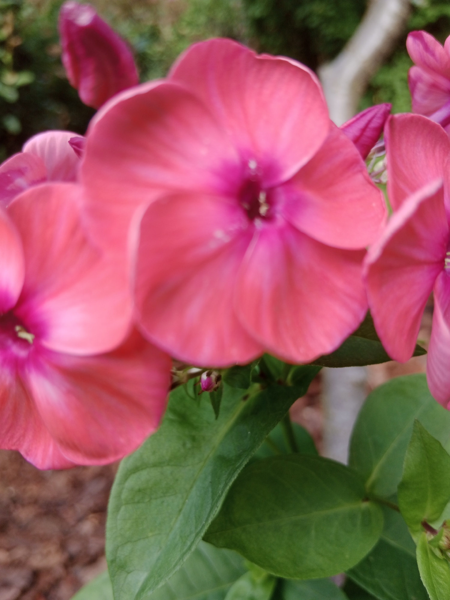 The image displays a close-up view of several pink phlox flowers. The flowers are in focus, with their petals prominently featured. The background is blurred, showing green foliage and a light-colored tree trunk. There is no indication of any specific location within Bydgoszcz, Poland, as the image lacks any identifiable landmarks or urban elements. The scene is purely botanical.