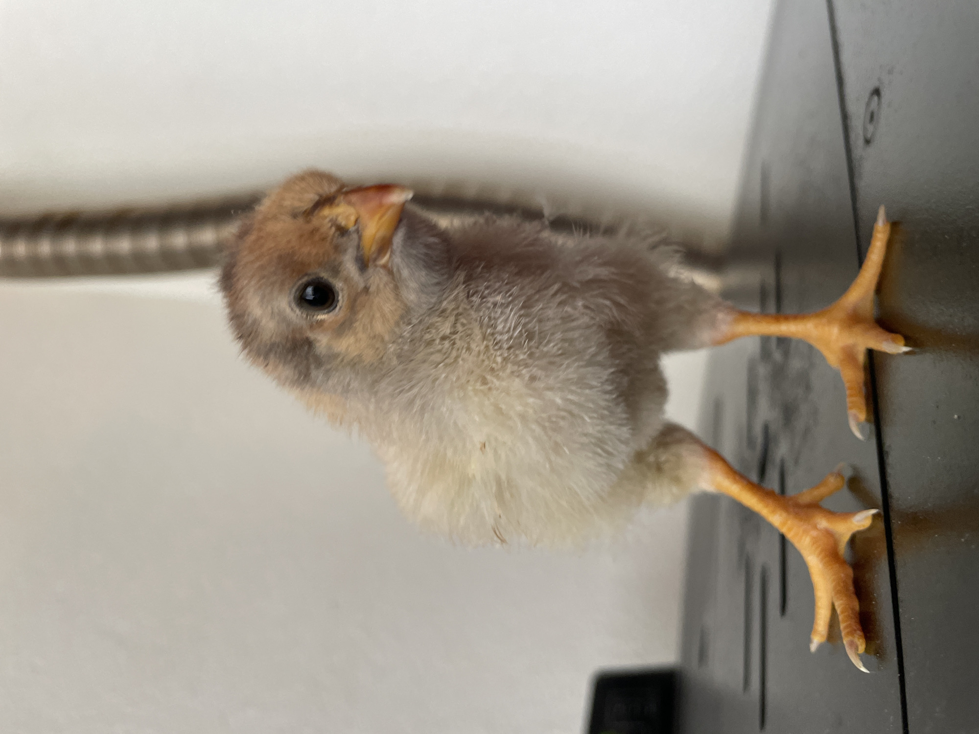 A close-up, high-angle shot features a young chick. The chick has brown and white feathers covering its body. Its head is tilted upwards, and one eye is visible. Its orange legs are positioned with its feet on a black surface, which appears to be the side of a metal object. A coiled, flexible metal tube is visible in the background against a white or light-colored wall. The location, people, actions and interactions are not identifiable from the image provided. The picture does not contain enough information to determine its location in Zlatograd, Bulgaria, or any other specific location.
