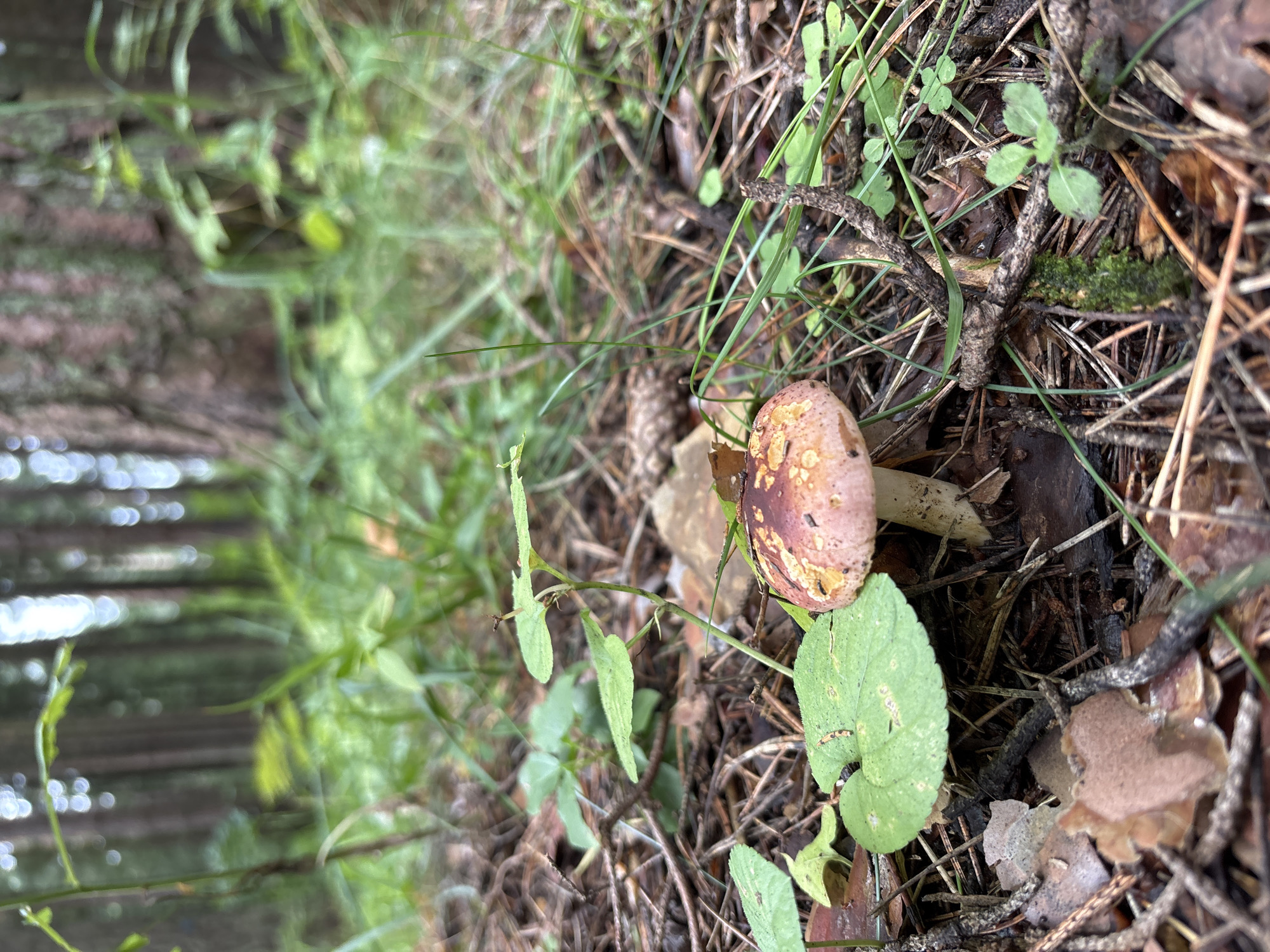 A low-angle, medium shot captures a single mushroom with a pinkish-brown cap dotted with yellow and brown speckles, and a pale stem, growing among pine needles, fallen leaves, and green foliage on the forest floor. The mushroom is centrally located in the foreground, slightly to the right of center. In the background, the soft focus of a dense forest is visible, with tall tree trunks and green undergrowth. The scene is set in the natural environment of a forest in Pavlovskaya Sloboda, Russia. There are no people or animals present in the image.
