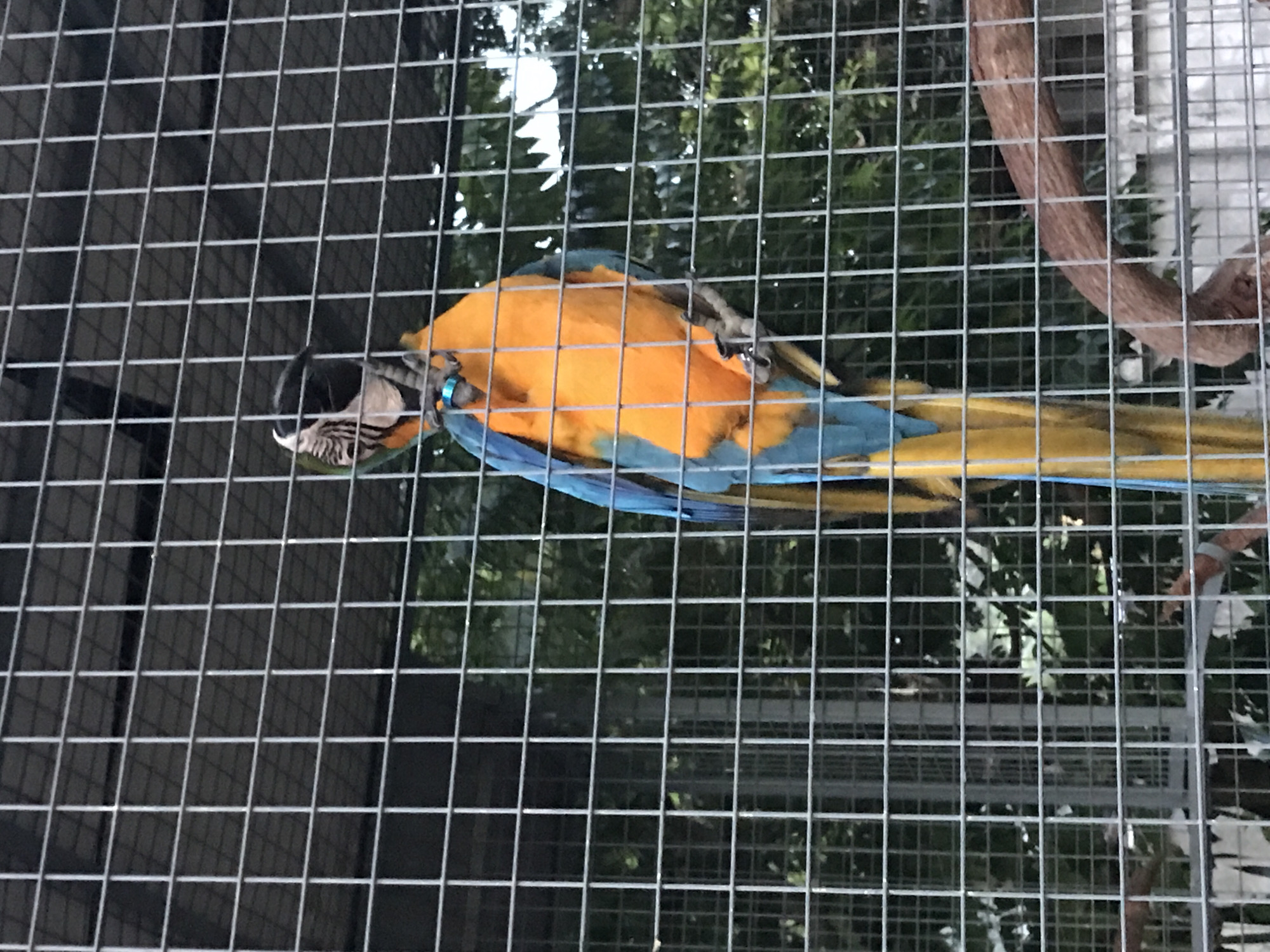 A Blue-and-yellow Macaw is perched on a branch inside a metal cage. The bird is mostly facing away from the camera, with its vibrant orange chest and yellow legs visible. Its blue wings are partially spread, and its head is turned to the side, showing its black facial markings and white cheek patches. A light blue band is around its leg. The cage bars are prominent in the foreground, creating a grid-like pattern. Behind the cage, lush green foliage suggests an outdoor environment, possibly a park or aviary. The lighting indicates it is daytime. The location is Baan Mae Nam, Thailand.