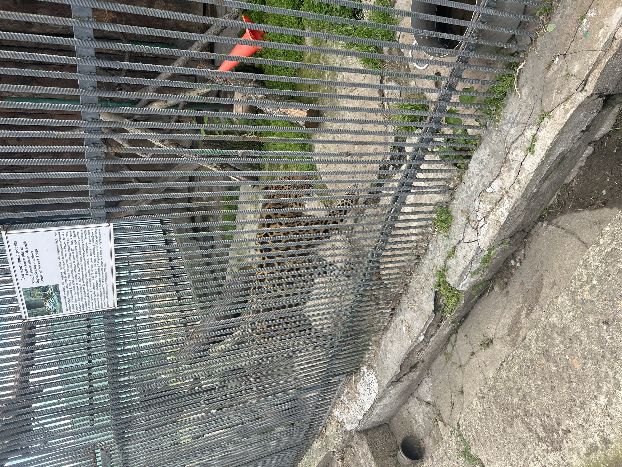 The image shows a leopard inside a zoo enclosure, viewed through a metal fence. The enclosure appears to be outdoors, with concrete flooring and some patches of grass and dirt. There are also some wooden logs and branches visible within the enclosure. A sign with Russian text and an image of a leopard is attached to the fence. The leopard is partially visible, walking on the ground. The fence is made of vertical metal bars. The ground outside the fence is also concrete, with some cracks and weeds growing. A black drainpipe is visible on the left side of the image. A metal bucket filled with dark liquid is visible on the right side of the enclosure. The location is identified as the city of Bolsherechye, Russia.