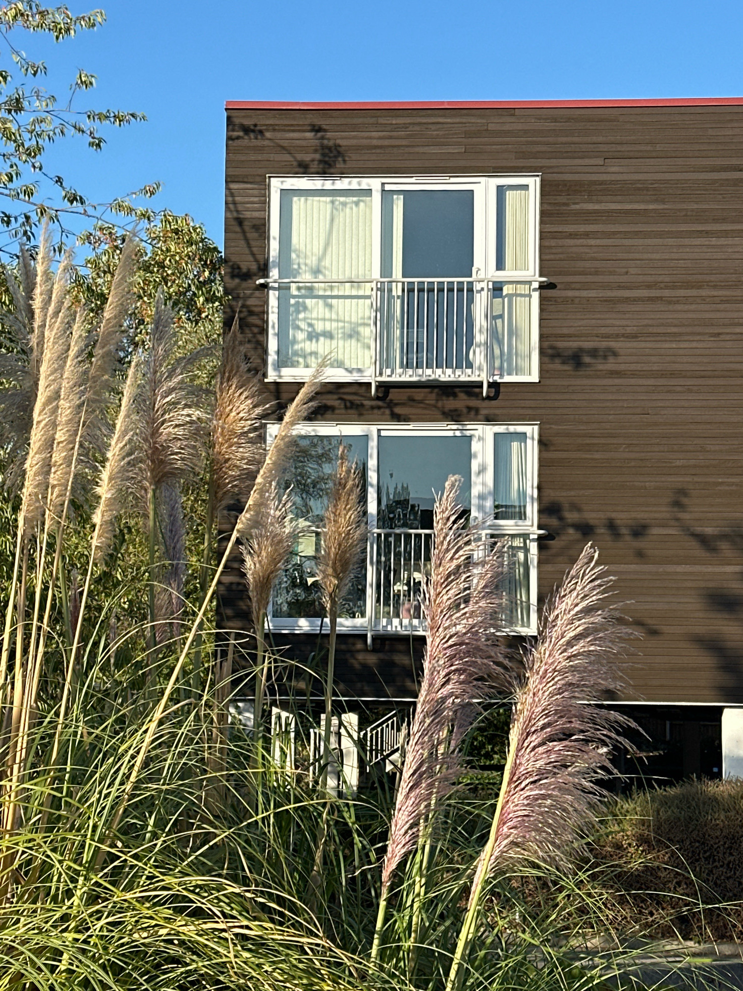 The image captures a close-up view of a modern building with dark brown horizontal siding. Two windows with white frames and white vertical blinds are visible on the building's facade, each with a white metal railing. In the foreground, tall, feathery ornamental grasses, some with a pinkish hue, sway in the breeze. The sky above is a clear, bright blue. The scene appears to be an exterior shot, possibly in a residential or commercial area, with greenery and natural elements surrounding the structure. There are no people or animals visible in the image. The lighting suggests it is daytime, with shadows cast on the building's siding, hinting at the presence of trees or other objects not fully in frame. The overall impression is one of a contemporary architectural design complemented by natural landscaping.