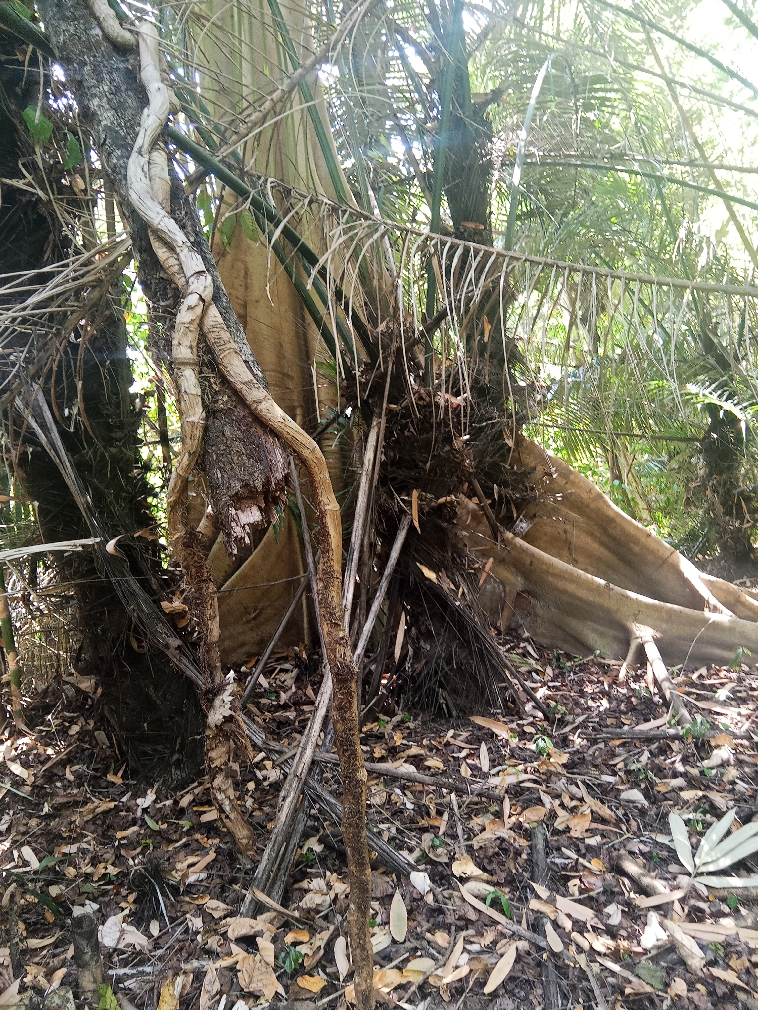 A low-angle, full shot captures a dense jungle scene with a large tree trunk prominently featured on the left. This tree is entangled with thick, pale vines that twist and wrap around its dark, rough bark. Behind this, a massive, light-brown buttress root flares out from a larger tree, dominating the right side of the frame. The forest floor is covered in a thick layer of dry, fallen leaves and twigs. The background consists of more foliage, with slender palm fronds hanging down, and sunlight filtering through the canopy, creating a bright, dappled effect. The image does not contain any people, actions, or interactions. The scene appears to be an uncultivated natural environment.