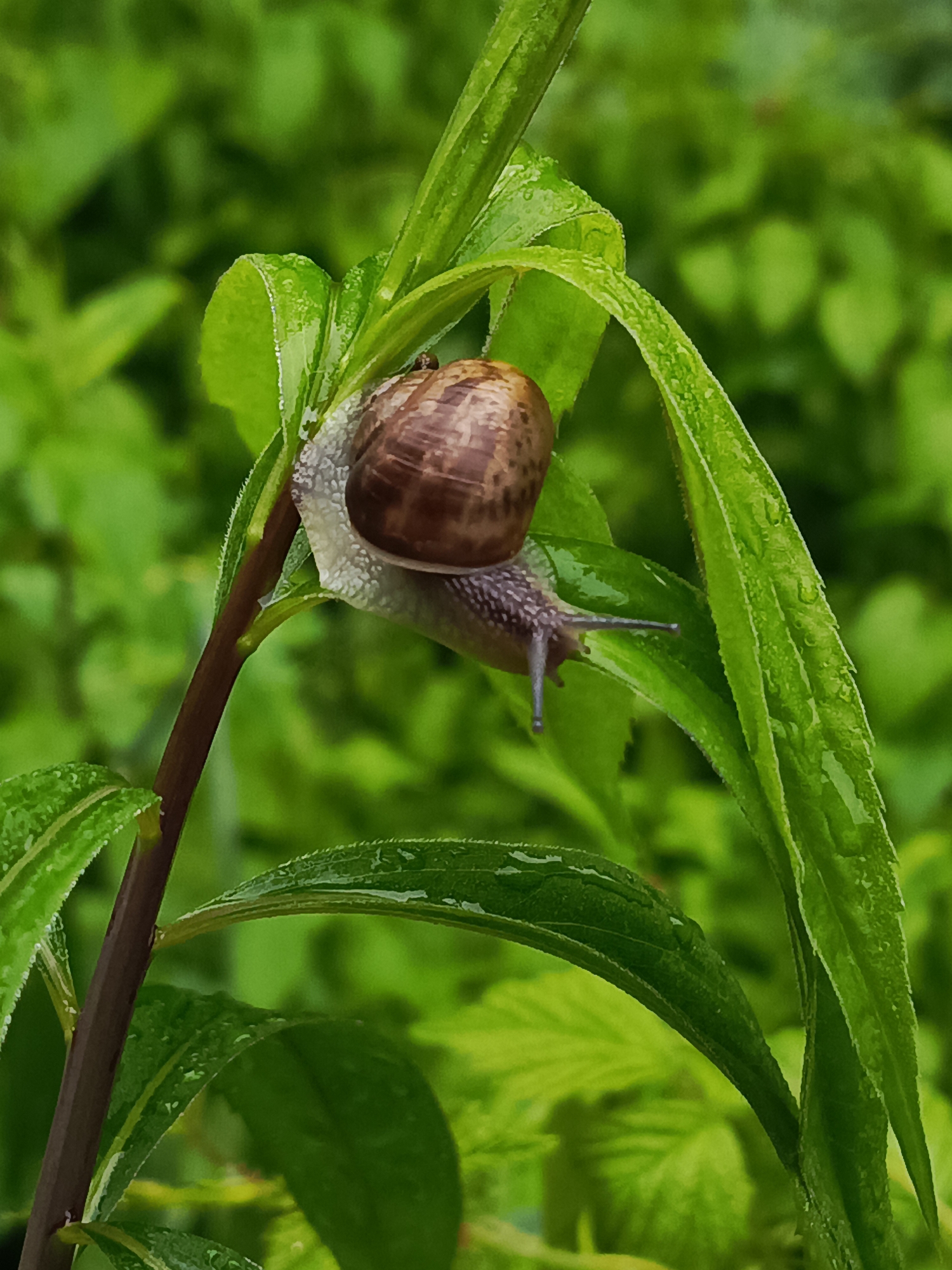A close-up shot captures a snail on a green plant stem with lush green foliage in the background. The snail, with its brown, coiled shell, is positioned on the stem, its body extending across a leaf. Tiny water droplets are visible on the leaves, suggesting a recent rain or dew. The overall lighting is soft, highlighting the textures of the snail and plant. The image appears to be taken outdoors, likely in a natural setting like a garden or park. The city of Chaikovsky, Russia, is not visible in the image, nor are there any elements that specifically indicate its location.