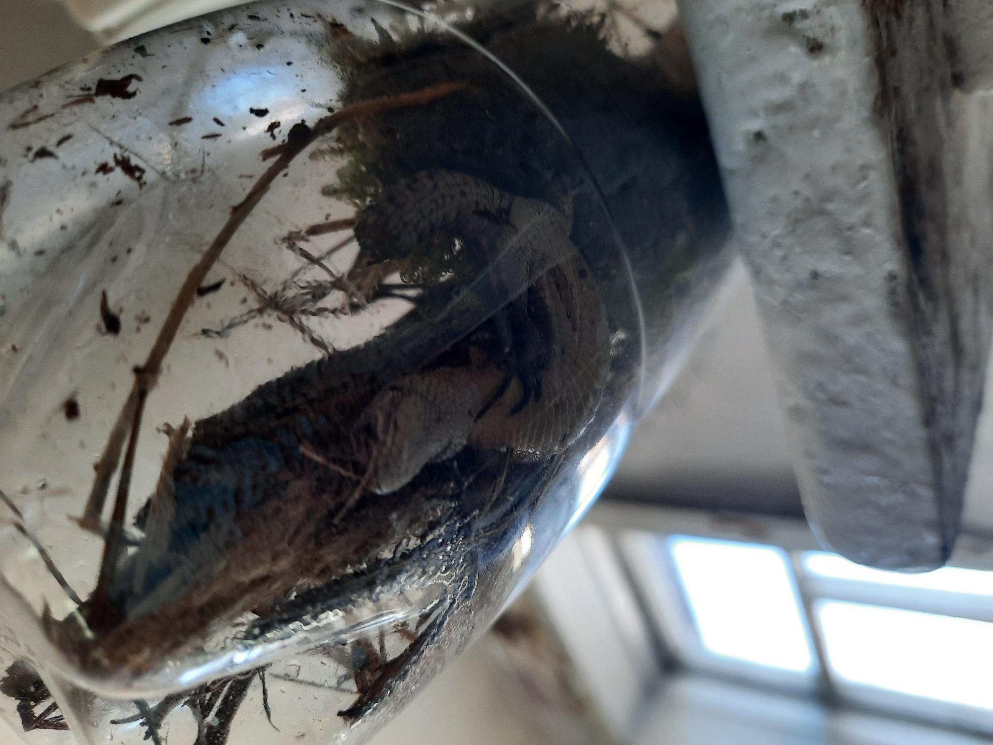 A low-angle shot depicts a lizard trapped inside a clear glass jar. The jar contains twigs and plant matter, possibly moss or other greenery. The background is blurry, but suggests an interior space with a window visible in the lower right corner. It's difficult to infer specific location within Krasnogorskoye, Russia, from this image alone.