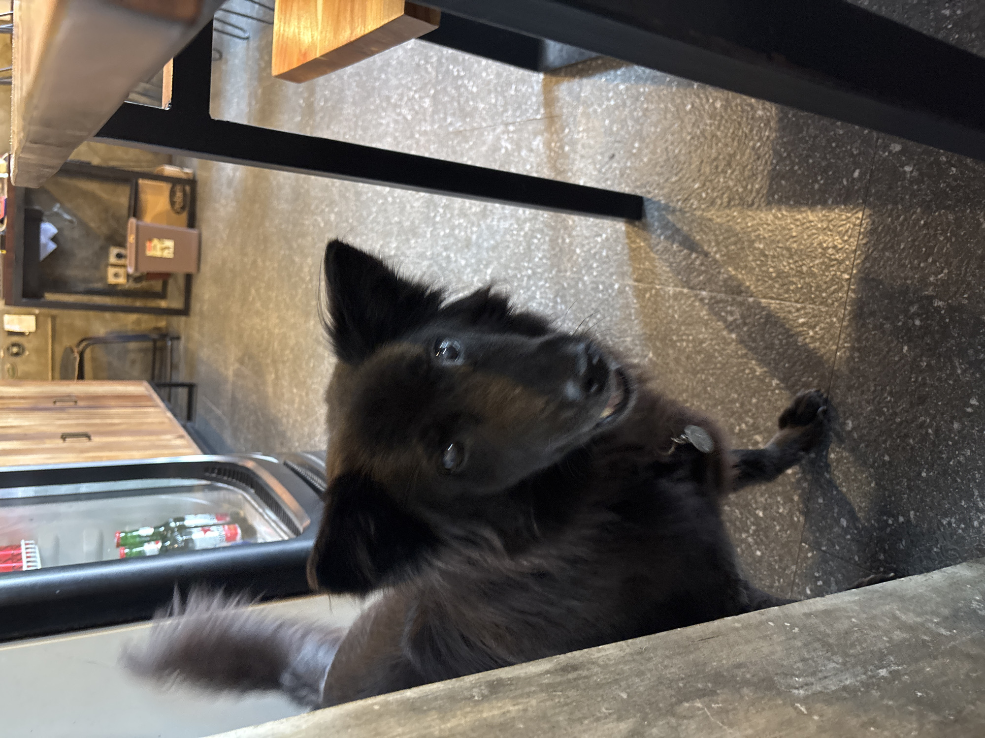 A black dog with long fur is sitting indoors, near a refrigerator with drinks. The photograph was taken in North Kuta, Indonesia. The dog has its head tilted and is looking at the camera. The environment includes a grey tiled floor and wooden furniture.