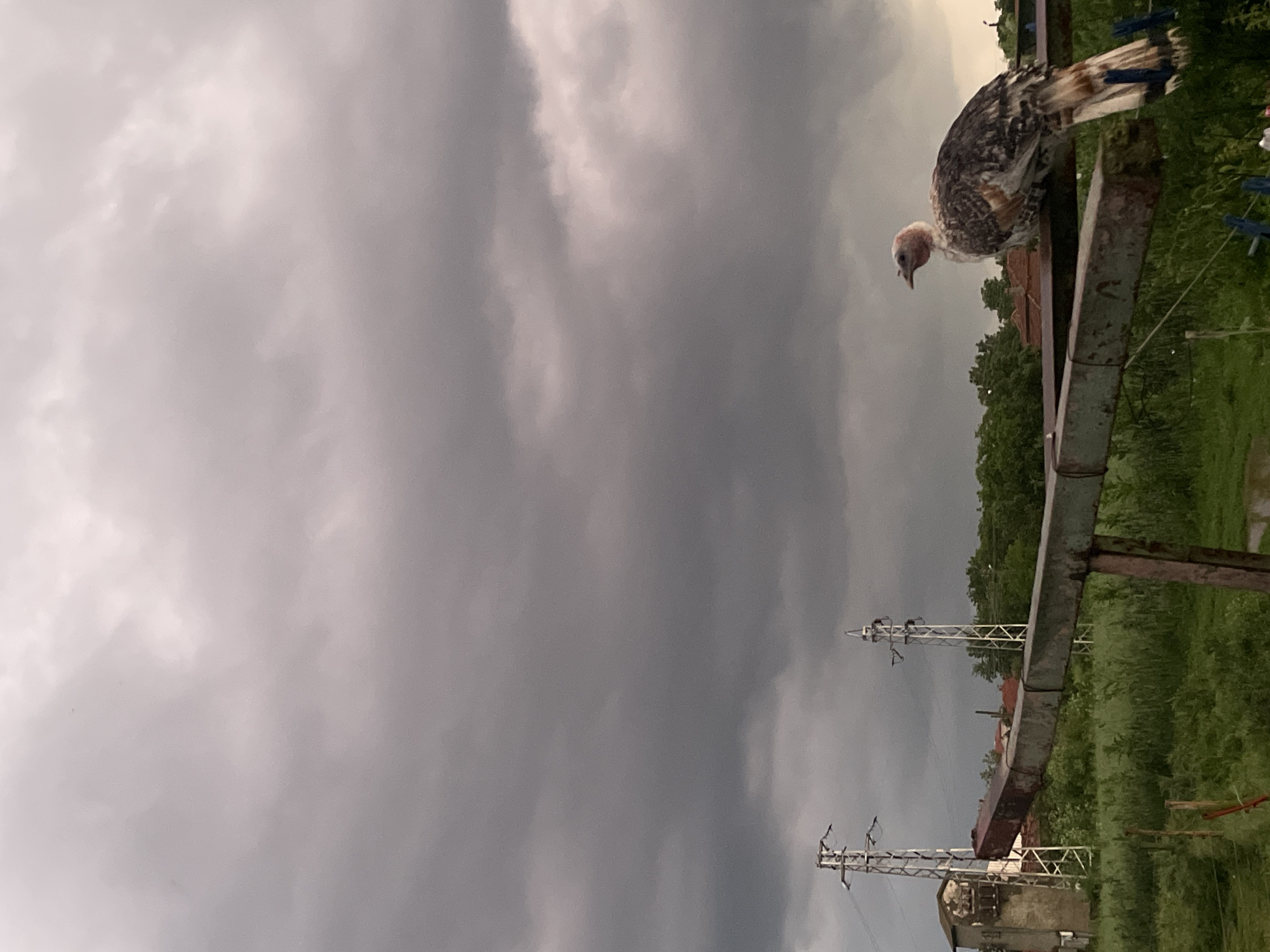 A mottled brown, white, and black turkey with a pinkish, featherless head and neck is perched on a rusty, horizontal metal beam in the lower-right quadrant of the image. The turkey faces right, appearing to observe the distance. Below the beam, blue and white clothespegs hang from a wire. The sky is heavily overcast with dark gray clouds, occupying the majority of the upper frame. In the midground, abundant green vegetation, including tall grass and trees, is visible. To the left, a weathered, light-colored building stands near a tall, metallic lattice-work power pylon. Another similar power pylon is visible further right, behind the main metal beam. Distant red-tiled rooftops are faintly discernible beneath the treeline. The scene is dimly lit under the diffused light of the thick cloud cover. The location is in the city of Unknown, Unknown.