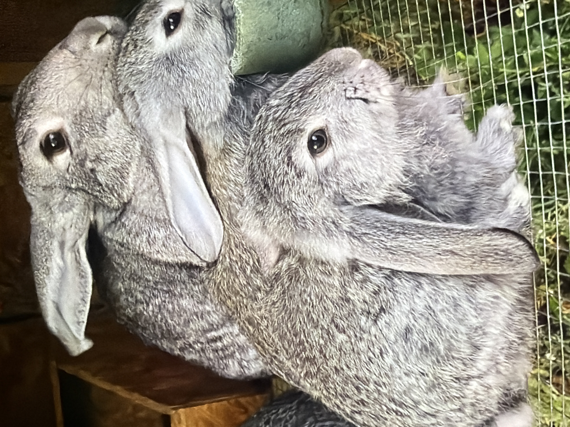 In Bukuru, Nigeria, three grey rabbits are stacked on top of each other inside a cage. The rabbit at the bottom is facing right, with its head resting on the cage floor and its body partially obscured by the rabbit above. The middle rabbit is also facing right, positioned directly on top of the bottom rabbit, with its head and front paws visible. The top rabbit is lying on its side, facing right, with its head resting on the middle rabbit and its body extending towards the back of the cage. The rabbits' fur is a mix of grey and white, and they appear to be healthy. The cage is made of wire mesh, and the bottom of the cage is lined with green hay. A brown wooden structure is visible in the background.