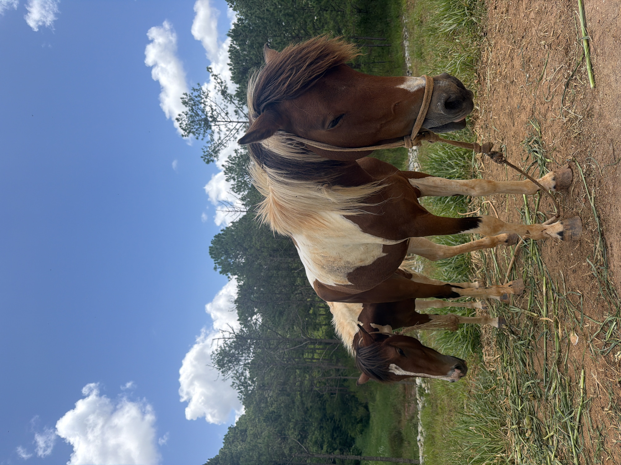 Two brown and white horses are standing in a grassy area with dirt on the ground. The horse in the foreground is closer to the camera and is looking down. The horse in the background is slightly behind and to the left of the first horse. Both horses have brown and white markings. The background consists of a forest of pine trees and a blue sky with white clouds. The scene appears to be outdoors, possibly in a rural area or park. The image is likely taken in Da Lat, Vietnam, given the presence of pine forests and the type of horses commonly found in such regions. There are no people visible in the image.