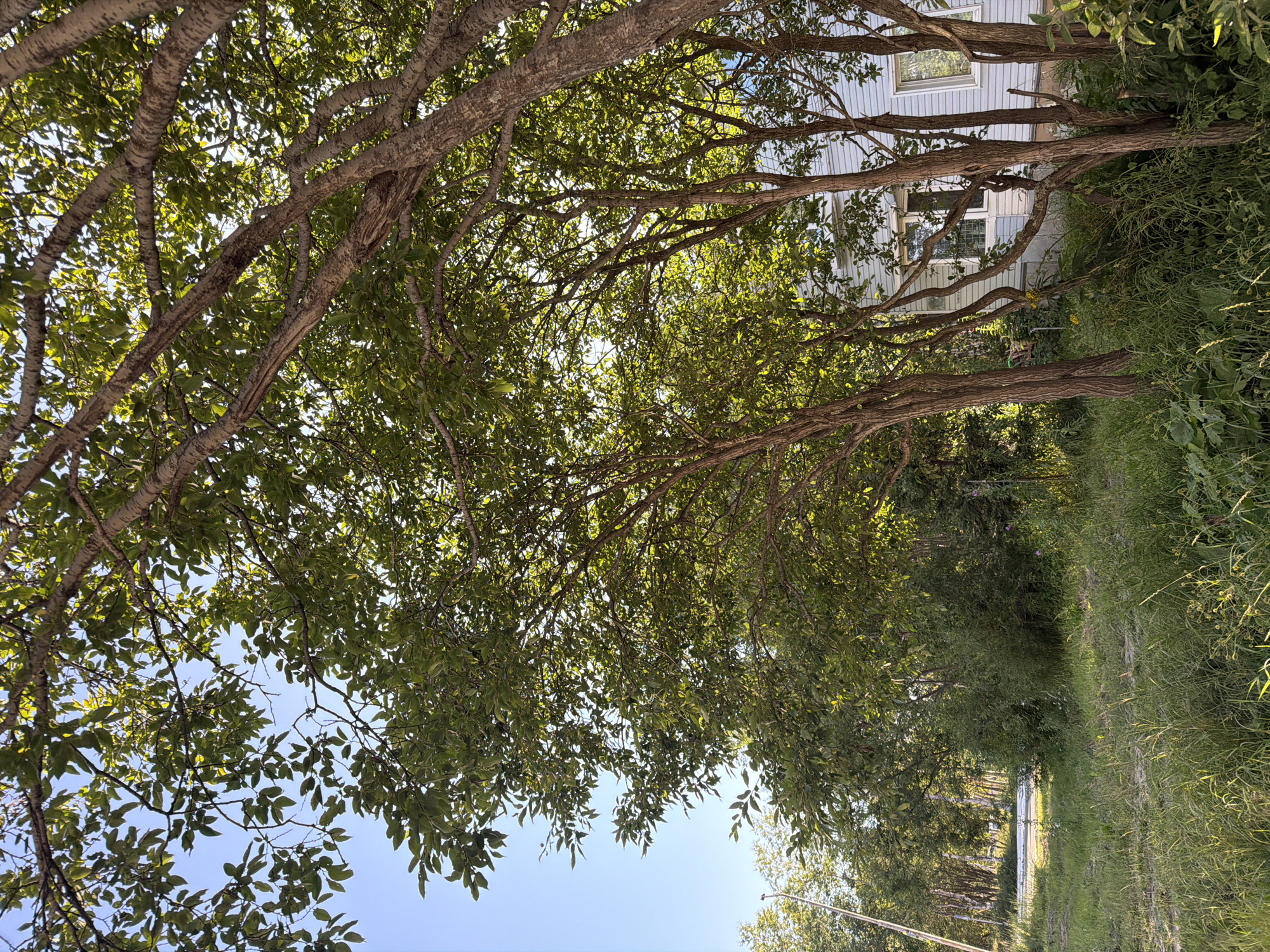 The image depicts a residential property in Okha, Russia, characterized by lush green vegetation and a light blue, two-story house. The foreground is dominated by tall, wild grasses and several trees with slender trunks and abundant green leaves, some of which are backlit by the sun, creating a dappled effect. In the mid-ground, the house is partially visible through the trees, featuring white-trimmed windows and siding. The background shows more trees and foliage, suggesting a semi-rural or suburban setting. The sky is clear and blue. There are no people or animals visible in the image. The overall impression is one of a natural, somewhat untamed environment surrounding a dwelling.