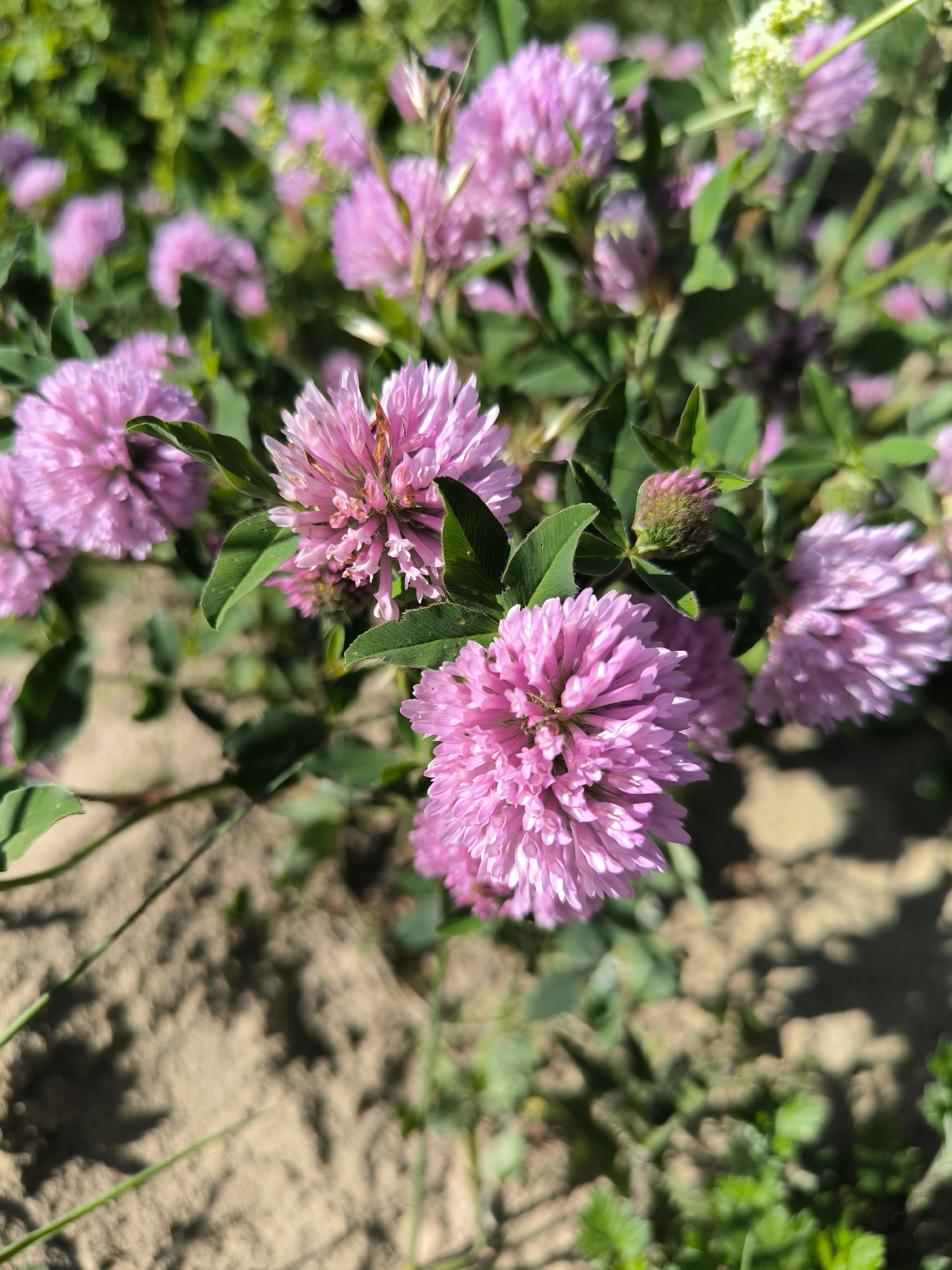 A close-up, eye-level shot in Laskino, Russia, displays multiple vibrant pink clover blossoms (Trifolium pratense) under direct sunlight. The central and lower-left flowers are in sharp focus, revealing their clustered, fringed petals. Surrounding them are several other clover flowers, some in partial focus and others blurred in the background. Lush green trifoliate clover leaves are interspersed among the blossoms. The background consists of diffused green foliage at the upper portions and light brown, somewhat sandy soil with distinct dark shadows at the mid-ground and foreground. No people or human structures are visible. The scene depicts a natural outdoor environment, likely a field or uncultivated area, illuminated by bright daylight.