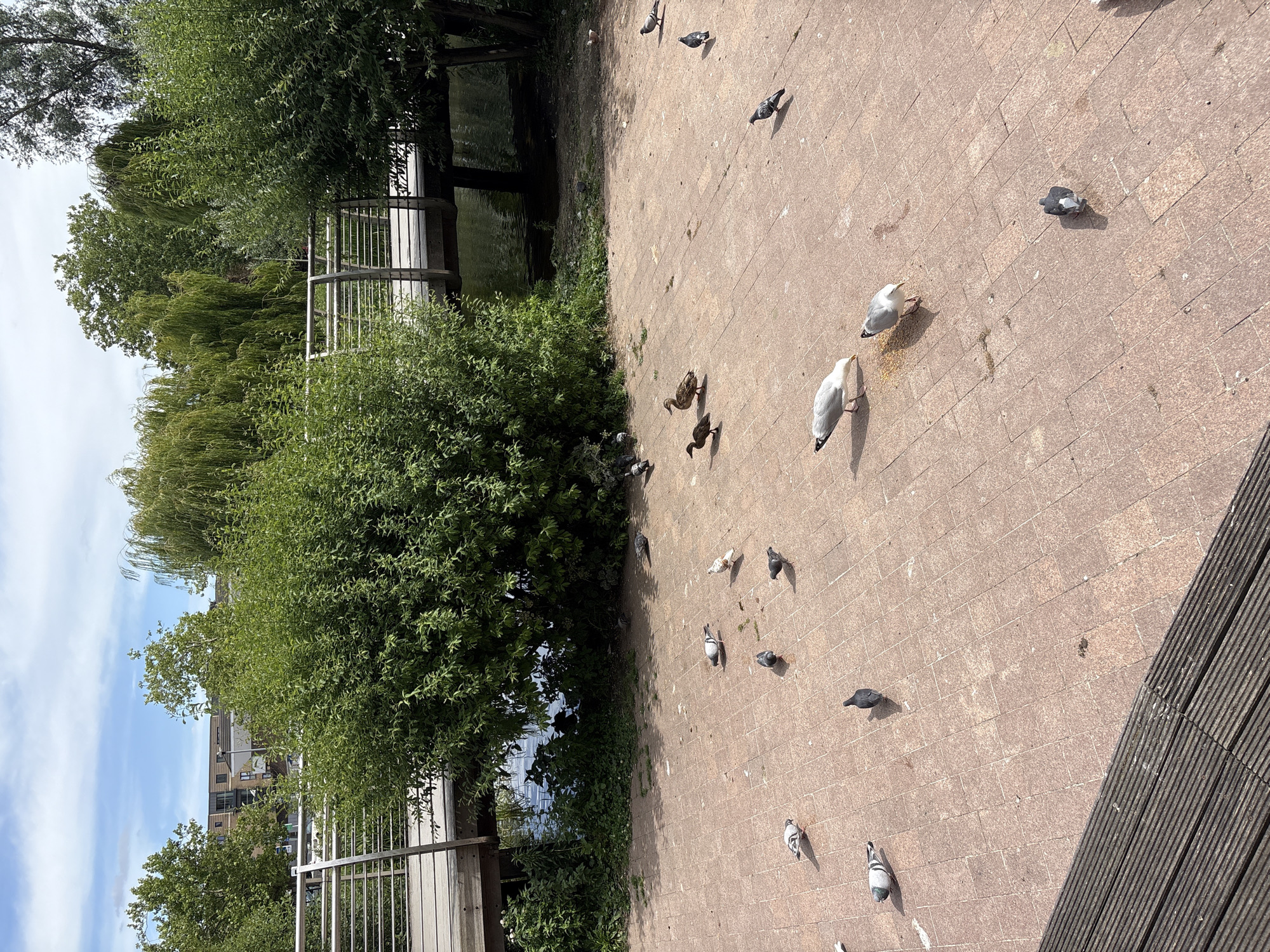 A wide shot captures an outdoor urban scene on a sunny day. A paved area, likely a walkway or plaza, is covered in terracotta-colored rectangular tiles. Numerous pigeons are scattered across the pavement, some pecking at scattered food. Two ducks are also present, as is a single seagull. In the background, a modern wooden and metal bridge spans a body of water, which is bordered by lush green trees and bushes. Beyond the greenery, a multi-story building with a light-colored facade is visible. The sky is blue with scattered white clouds. A portion of a wooden structure, possibly a bench or deck, occupies the lower left corner of the frame.