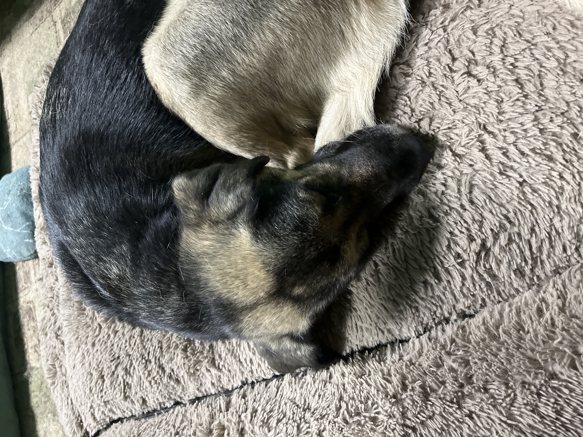 A dog is sleeping curled up on a brown, fluffy dog bed. The dog has black and tan fur and is lying on its side with its head tucked in. The dog bed appears to be in a room with a patterned rug on the floor and a green object in the background.