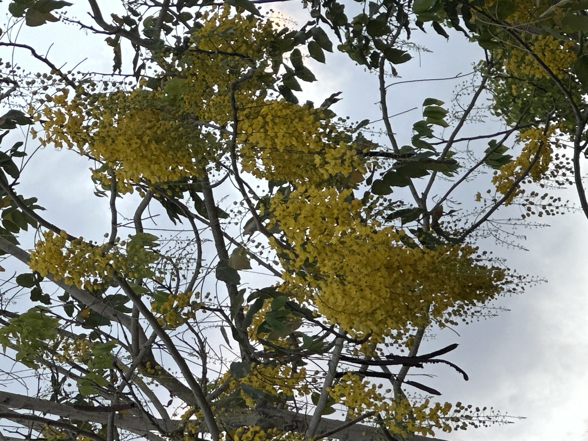 The media file is a photograph taken from a low angle, looking up at the branches of a tree with abundant yellow flowers and green leaves against a cloudy sky. The scene appears to be outdoors, likely in a natural or garden setting. The focus is on the cascading clusters of bright yellow flowers, which are the dominant subject. Some dark, seed-like pods are also visible among the branches, suggesting the tree might be a Golden Shower tree (Cassia fistula), which is known to be present in Israel. The branches are rough and woody, with some thinner, bare twigs interspersed among the foliage. The cloudy sky suggests it might be overcast, possibly in the late afternoon or early morning, as the light is diffused. There is no visible text in the image. The overall impression is one of natural beauty and the vibrant display of flowering trees. The location context of Haifa, Israel, aligns with the type of flora that might be found there.