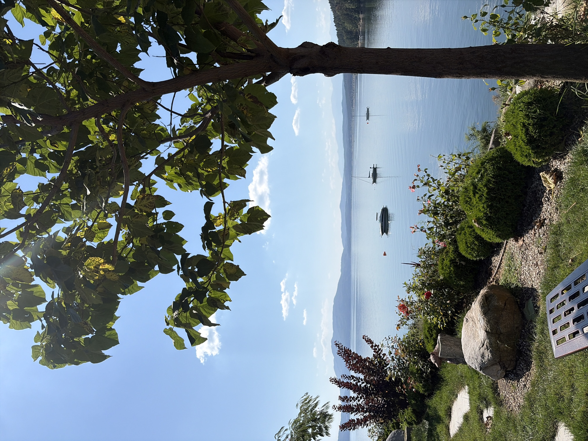 A bright, sunny day illuminates a serene lake scene. In the foreground, a large tree with lush green leaves stands to the right, its trunk textured and brown. To the left, manicured green grass leads to a large, grey boulder surrounded by small, dark stones. Beyond the boulder, a path of flat, light-colored stones winds through the grass. A cluster of dark red, leafy shrubs and several rose bushes with pink and red blooms add color to the landscape. Two neatly trimmed, spherical green bushes are also visible. The lake stretches out to the horizon, its surface a calm, reflective blue. Several sailboats, white with dark trim, are dotted across the water, along with a small, dark-hulled boat. In the distance, rolling hills and mountains fade into a hazy blue against a bright sky dotted with fluffy white clouds. The image captures a peaceful, idyllic setting, likely a lakeside garden or park.