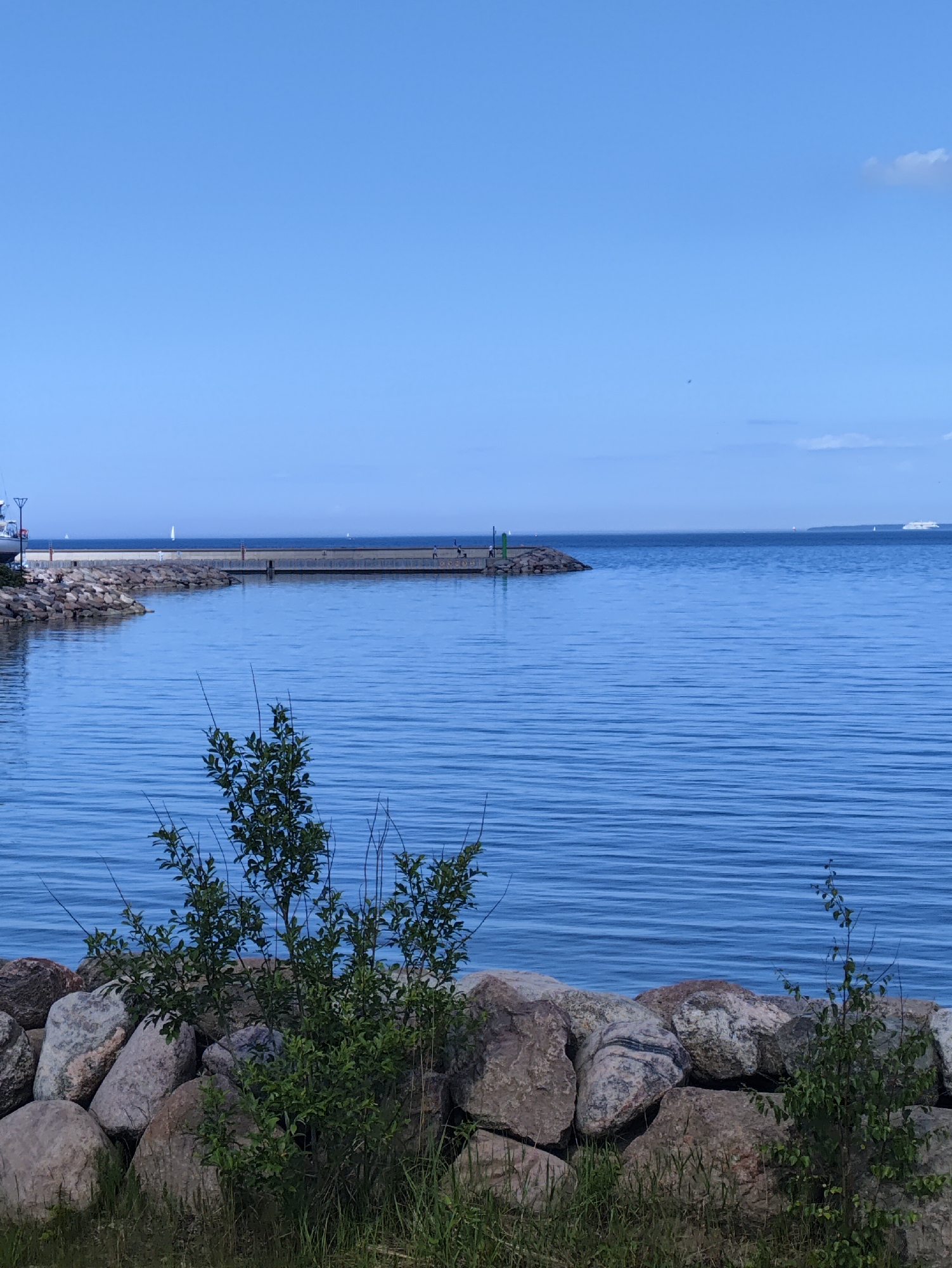 The image depicts a coastal scene on a clear, sunny day, consistent with a location in Tallinn, Estonia.
In the foreground, a natural rock revetment or seawall constructed from large, irregularly shaped grey boulders is visible, partially covered by green grass and several small, leafy green shrubs with thin, upright branches.
Immediately behind the foreground, a calm body of deep blue water extends across the frame. Ripples are visible on the water's surface, indicating slight movement. To the left, a curved breakwater, composed of stacked rocks and topped with a concrete walkway or pier, extends from the shore into the water. A white boat is partially visible on land near the beginning of this breakwater on the far left. Along the concrete section of the breakwater, a few small, dark figures, consistent with people, are observable. At the end of the breakwater, a green navigational marker or light structure is present.
In the mid-distance on the open water, several small white sailboats with visible sails are scattered across the horizon, indicating maritime activity.
The background consists of a vast expanse of light blue sky, mostly clear with a few faint white clouds visible in the upper right corner. On the far right horizon, a large white multi-deck passenger ship, consistent with a ferry or cruise ship, is visible against a distant landmass. The overall scene suggests a harbor entrance or a bay view.