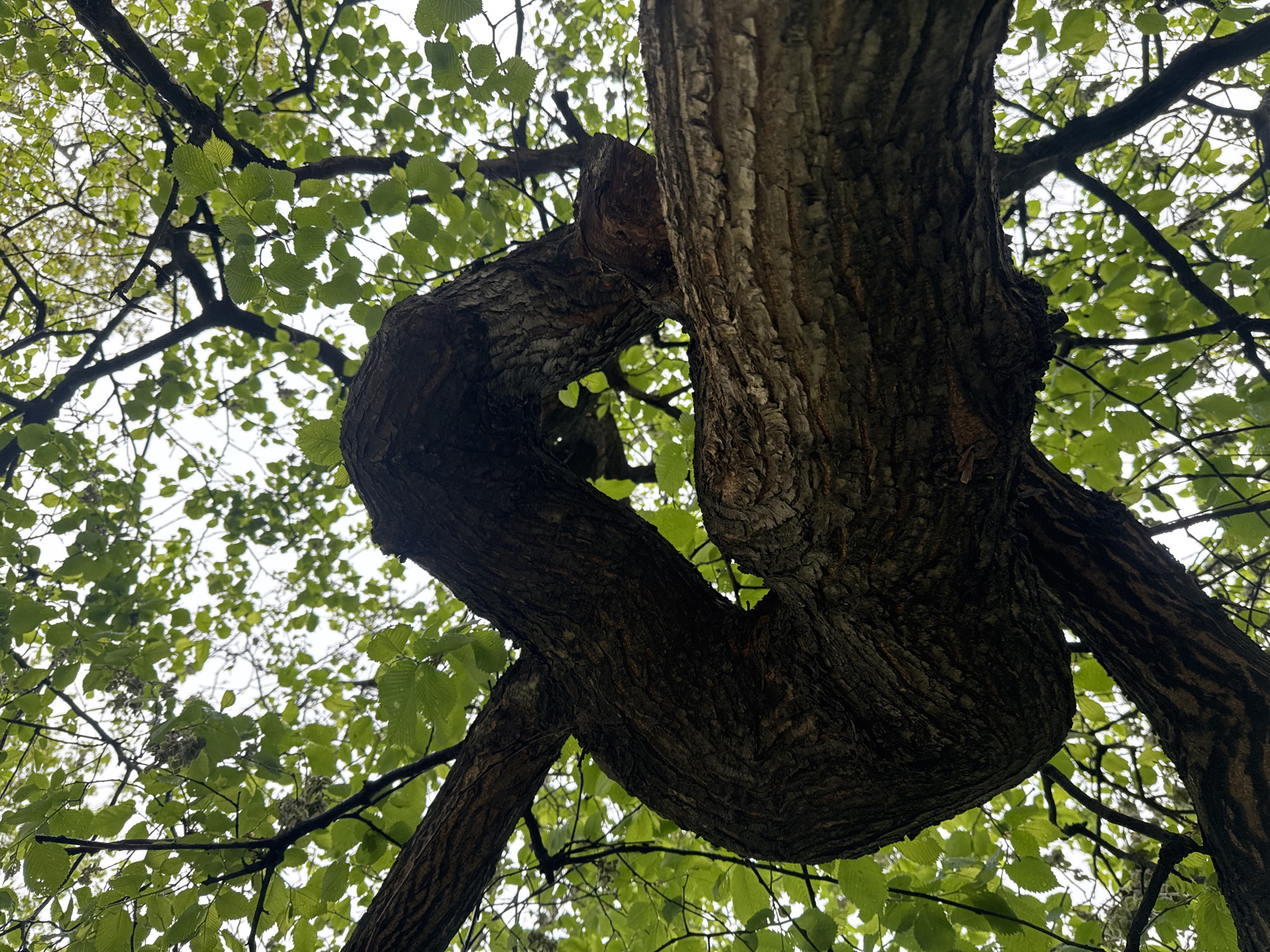 A low-angle shot looking up into the canopy of a tree, likely in Saint Petersburg, Russia, shows a trunk with a unique and unusual shape; part of the trunk appears to have been twisted or bent into a U-shape. The bark is textured and brown. Green leaves are visible on the branches, illuminated by diffused light. The sky is overcast and appears white behind the foliage.