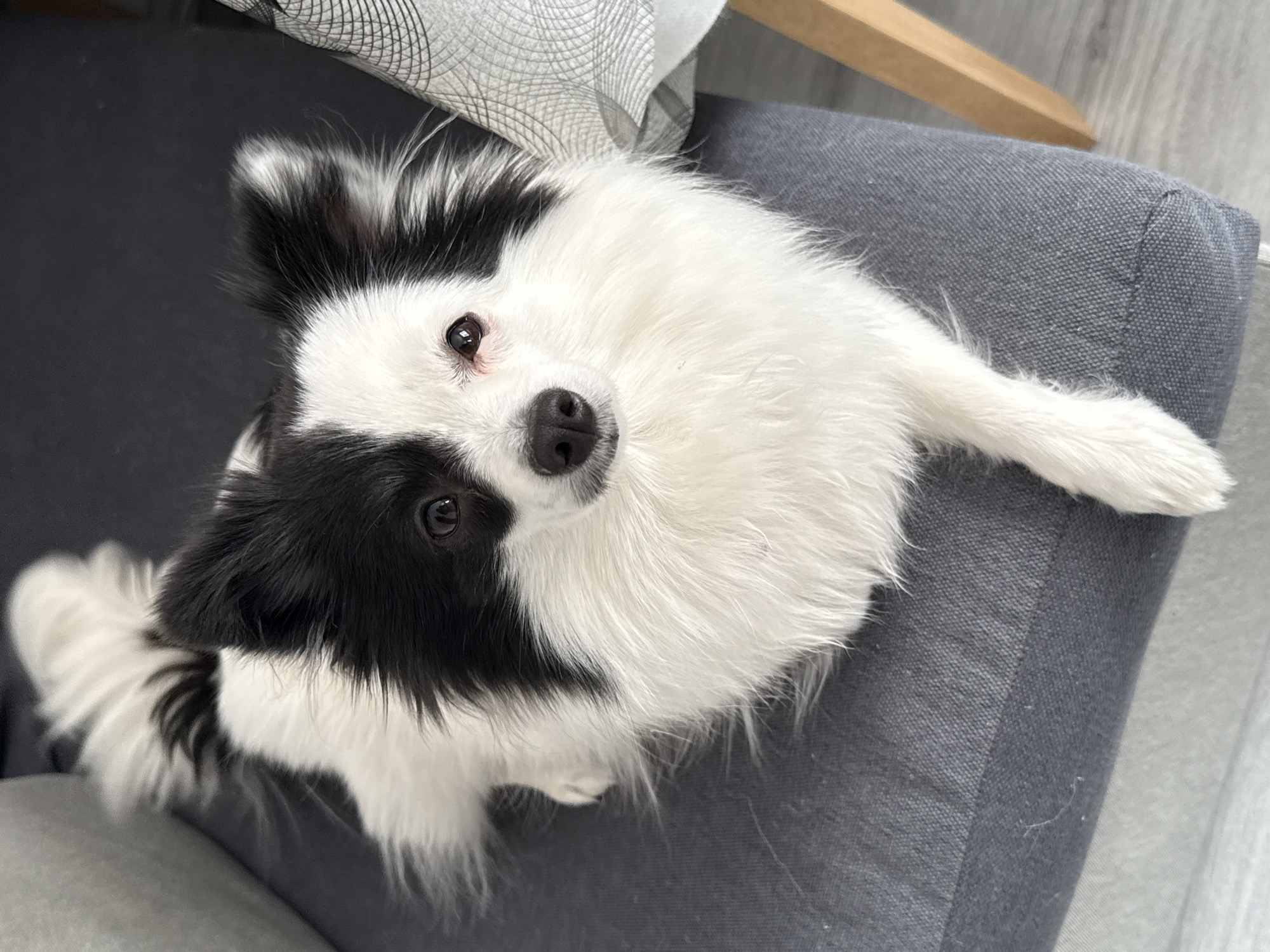 A close-up, high-angle shot depicts a black and white long-haired dog on a grey upholstered chair or cushion. The dog is looking directly up at the camera. The dog's head and front paws are visible. A wooden chair leg and a patterned pillow are partially visible in the background. The environment appears to be indoors. The location in Stara Zagora, Bulgaria is not discernible from the image.