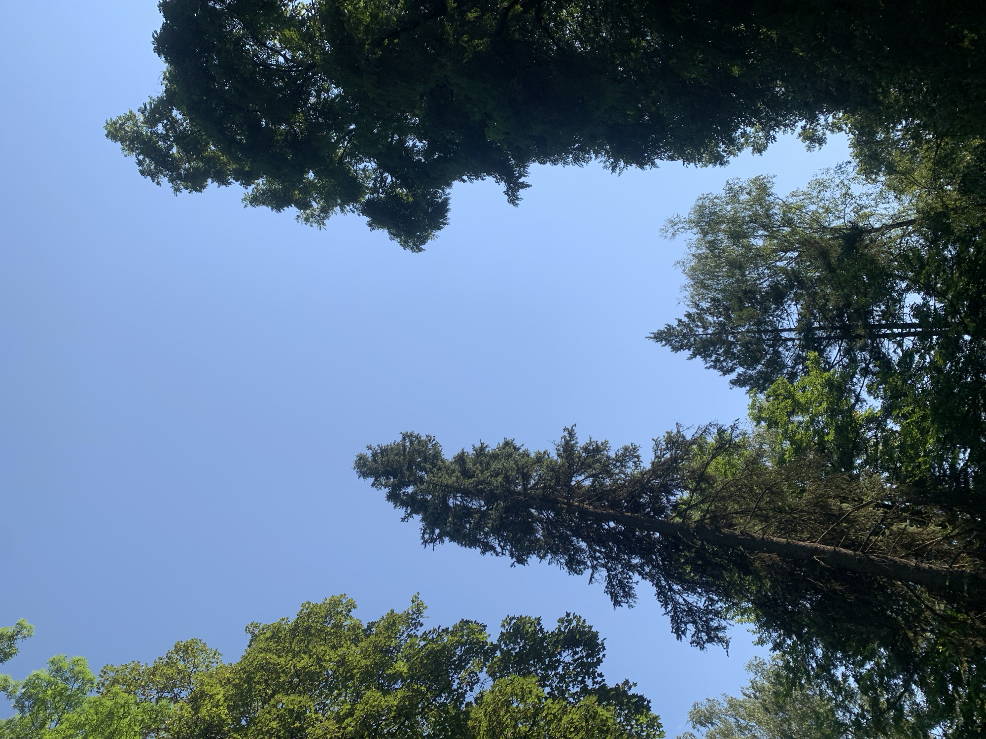 The image shows a view looking up at the sky through a canopy of trees in Lviv, Ukraine. The sky is a clear, bright blue, indicating a sunny day. The trees are varied, with some showing lush green foliage while others appear to be evergreen with dark needles. One prominent tree in the center is a tall, slender evergreen that leans slightly to the left, its branches reaching upwards. The composition is dominated by the interplay between the natural forms of the trees and the vast expanse of the sky. The photograph captures a serene moment in an urban green space, likely a park or a tree-lined street in Lviv.