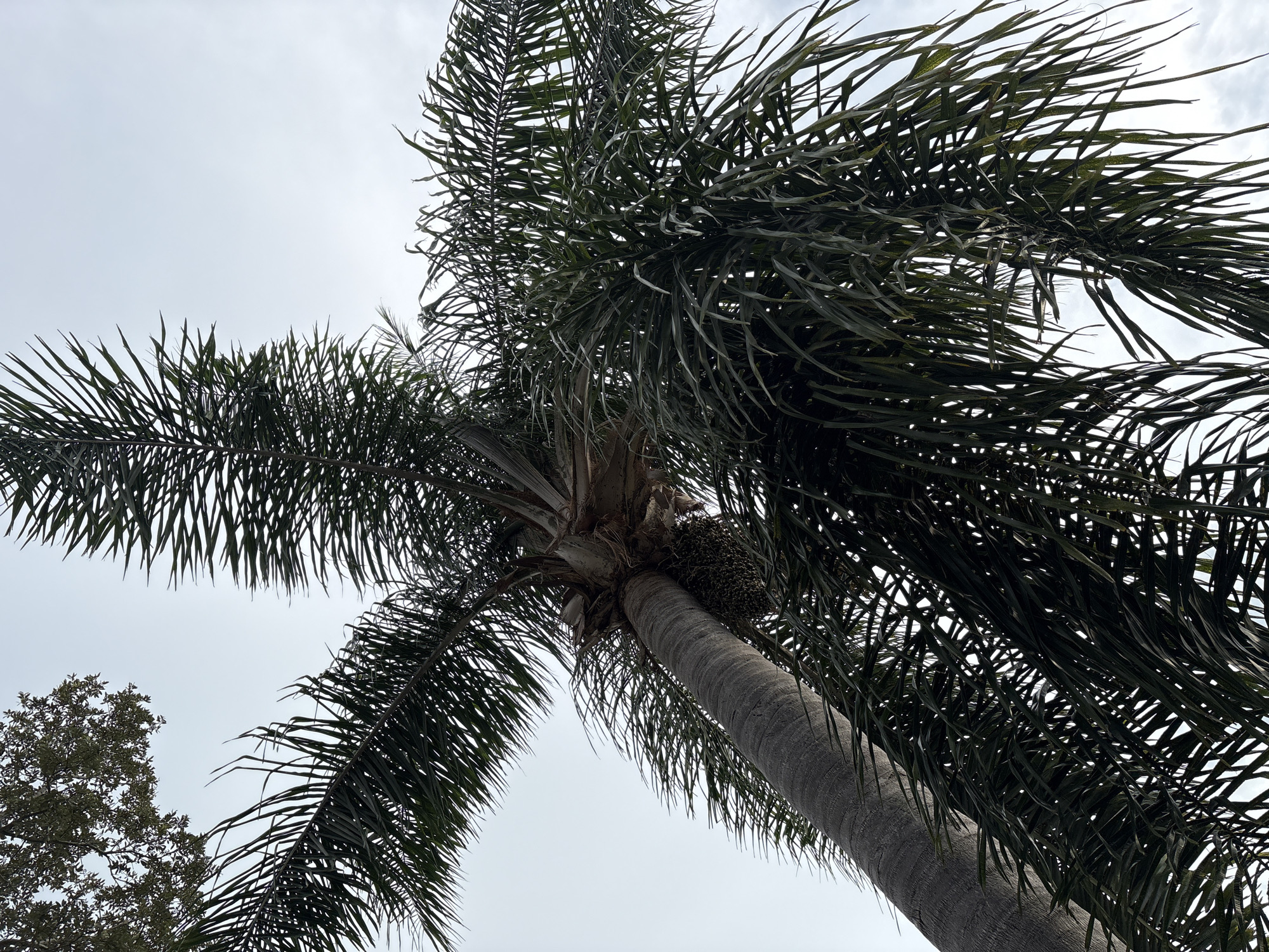An upward-facing shot captures a palm tree's trunk and fronds against a pale sky, on a cloudy day in South Venice, Florida, United States of America. The rough, gray trunk of the palm tree occupies the lower left of the frame, angling diagonally upwards and to the right. Clusters of dark, oval-shaped fruits hang from the trunk, near the base of the fronds. The fronds themselves are a deep green, with long, slender leaves that fan out dramatically, creating a dense canopy that obscures parts of the sky. In the upper left corner of the image, the darker, more intricate foliage of another tree can be seen, its leaves appearing smaller and more densely packed than those of the palm. The overall lighting is soft and diffused, suggesting overcast conditions, with no strong shadows present.