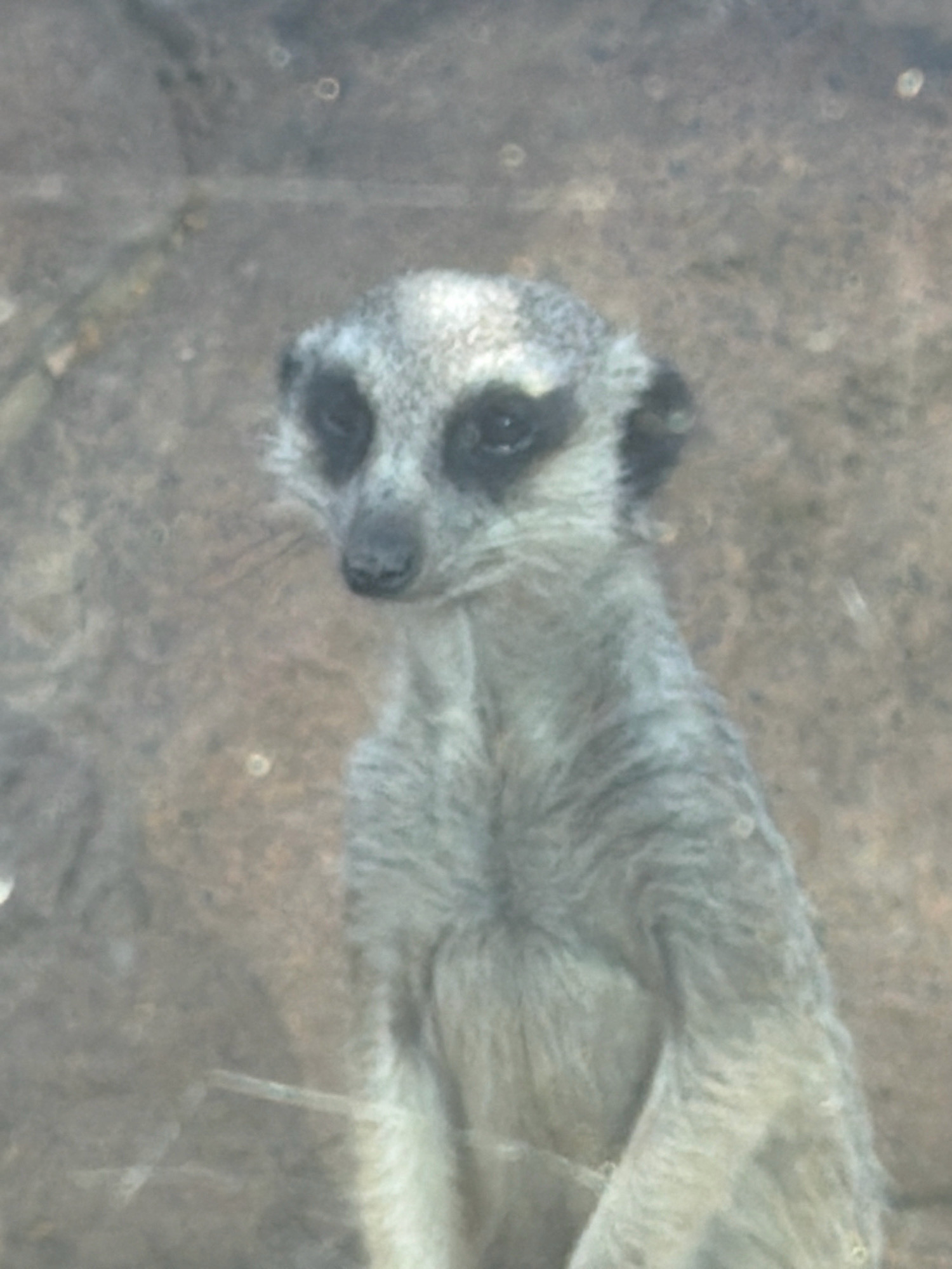 A meerkat is pictured in a blurry, close-up shot, looking directly at the camera. The meerkat has black markings around its eyes and nose, and its fur is light grey and white. The background is out of focus and appears to be a rocky or sandy environment. The image was taken at Australia Zoo in Beerwah, Australia.