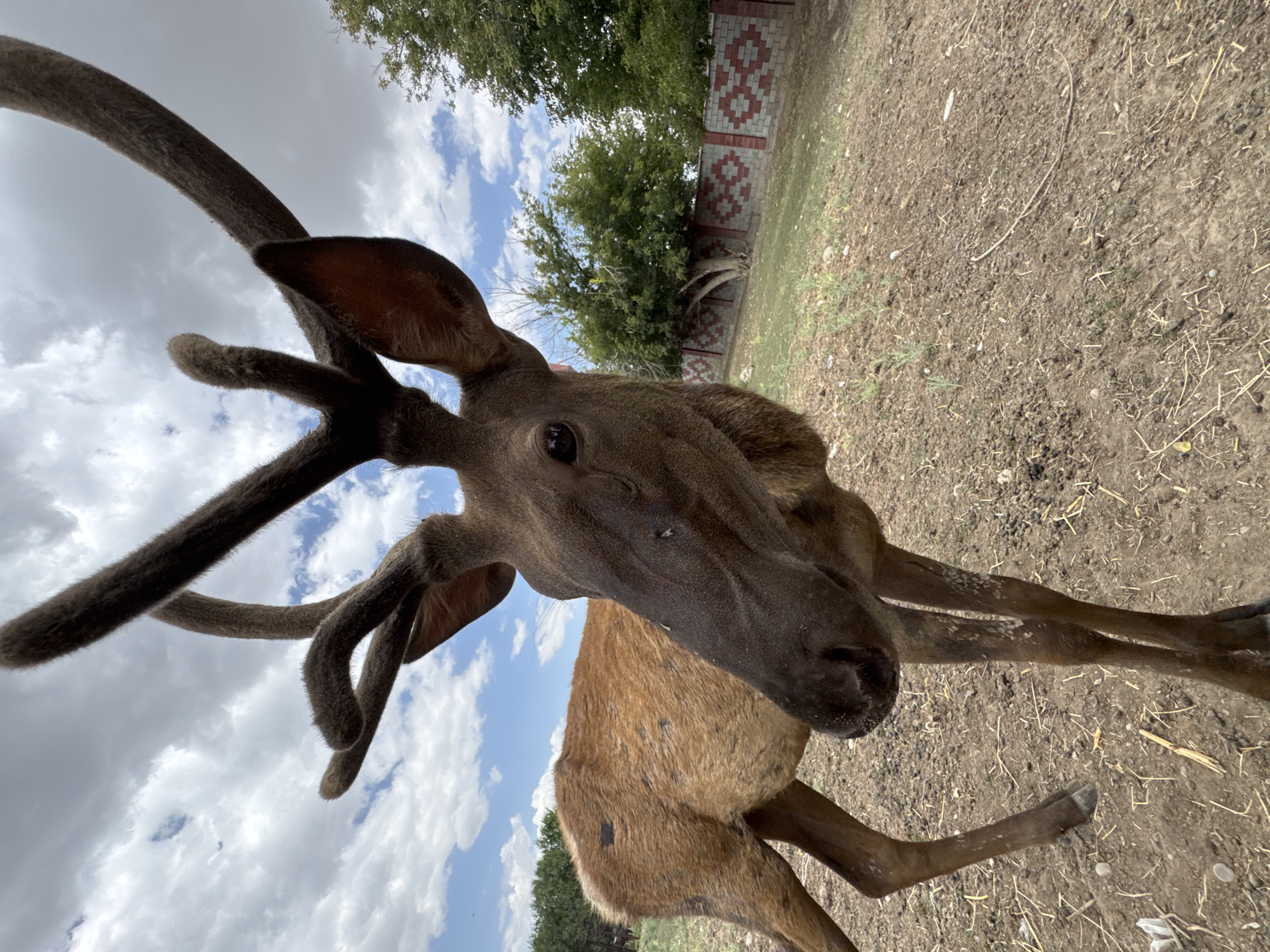 An elk stands in a dry, dusty enclosure, its brown fur speckled with darker spots. Its large, velvety antlers curve upwards against a sky filled with scattered white clouds. The elk is facing the camera, with its head tilted slightly. In the background, a low, patterned brick wall separates the enclosure from a grassy area with trees. The ground is covered in dry soil and sparse vegetation.