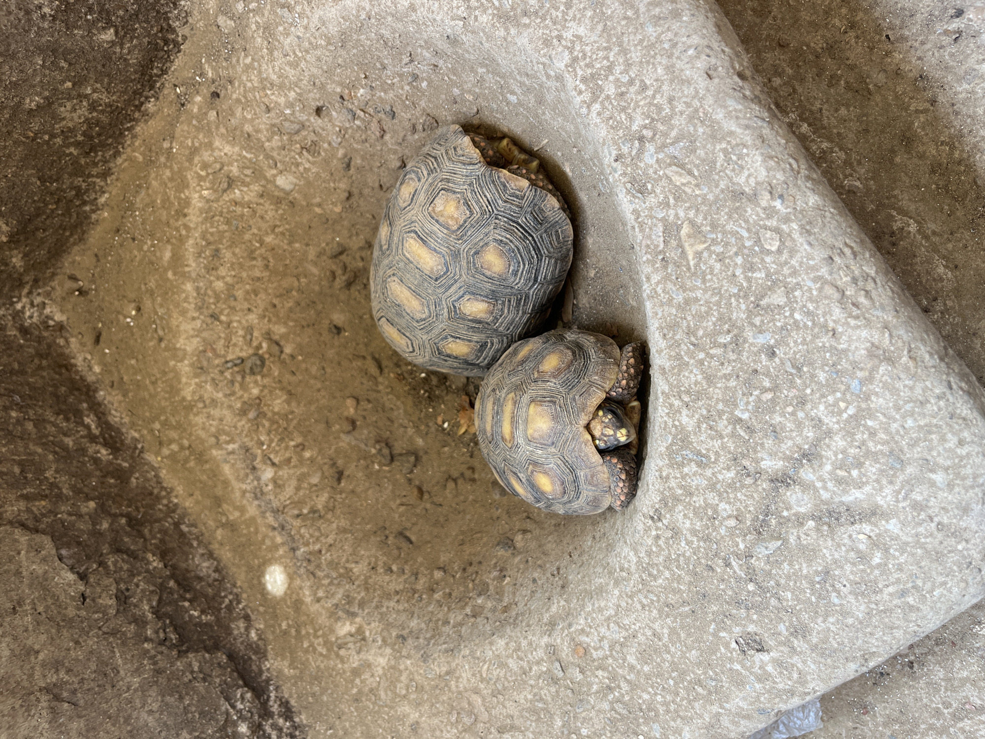 Two small turtles are huddled together in a shallow, concrete depression. One turtle is nestled partially under the other. The larger turtle appears to have some damage to its shell. The scene is situated in an outdoor environment with a rough concrete surface. The location is Juan Griego, Venezuela.