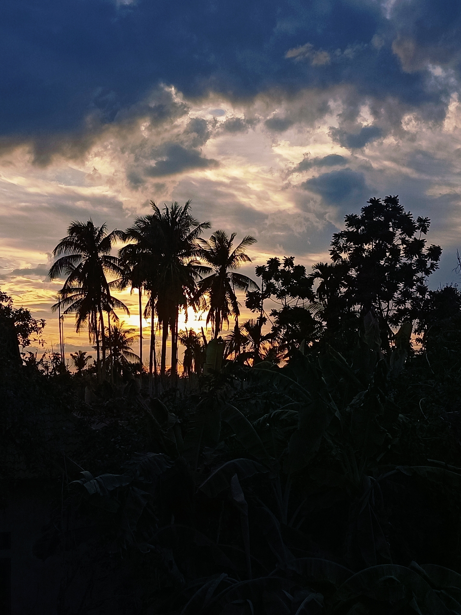 The image depicts a silhouetted landscape at dusk in Blang Cut, Indonesia. Several palm trees and other dense vegetation are visible in the foreground, rendered in dark silhouettes against a sky filled with dramatic clouds. The setting sun casts a warm, golden light that breaks through the clouds, creating streaks of orange and yellow. The overall impression is one of a tropical evening scene, with the natural environment dominating the frame.