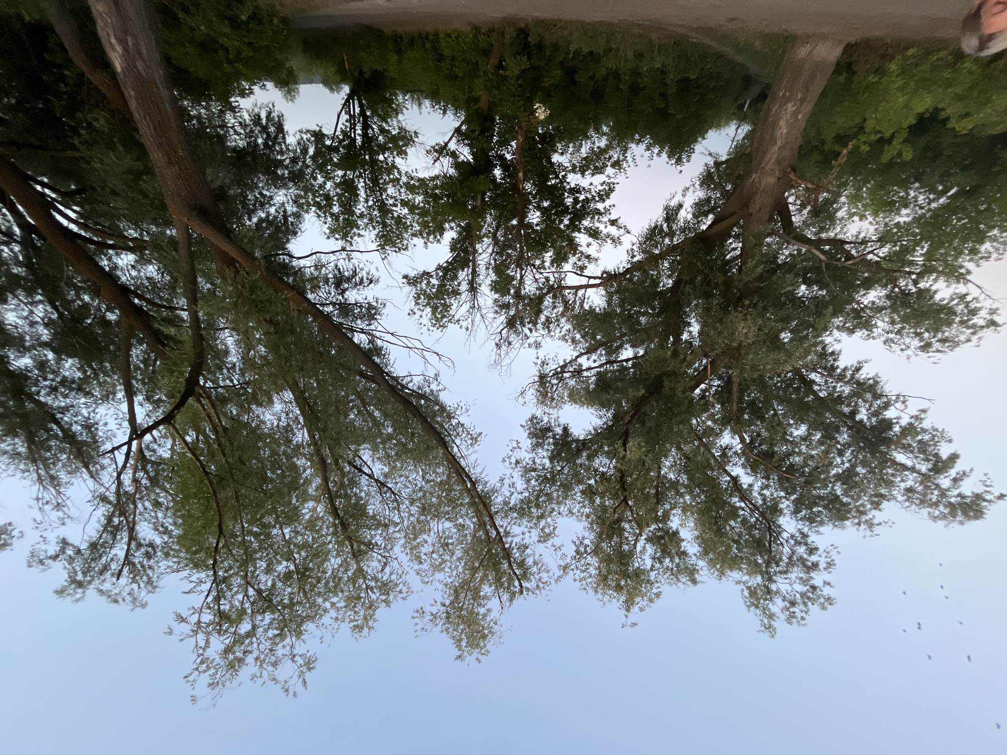 The image shows a low-angle view of several tall trees with green foliage against a pale blue sky. Two prominent trees dominate the foreground, their trunks leaning inwards towards the center of the frame, with their branches extending upwards and outwards. The tree on the left has a thicker, rough-barked trunk, while the tree on the right has a thinner, smoother trunk. In the background, a dense line of green bushes and trees forms a lower horizon. The ground in the immediate foreground appears to be a dirt path or road. Several small, dark shapes, possibly birds, are visible in the upper left portion of the sky. A small portion of a person's face and hair is visible in the lower left corner of the image, suggesting the photo was taken by someone standing there. The overall impression is of a natural setting, likely a park or wooded area, in the city of Sokolovyi, Russia, possibly during twilight or early morning given the sky's light color.